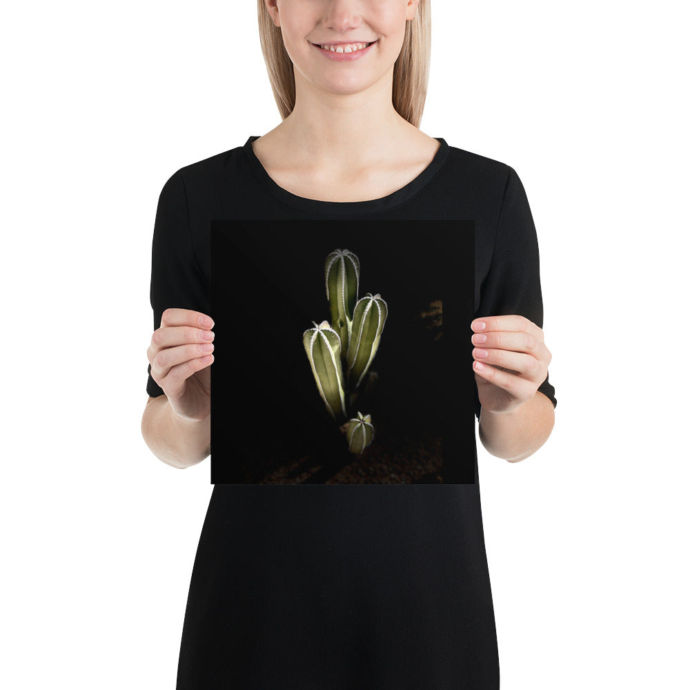 Saguaro Quad by Enrique Aldana Photography | Poster