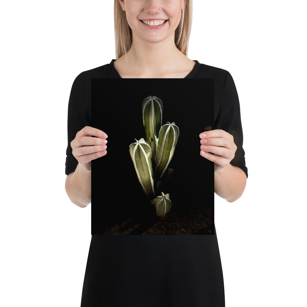 Saguaro Quad by Enrique Aldana Photography | Poster