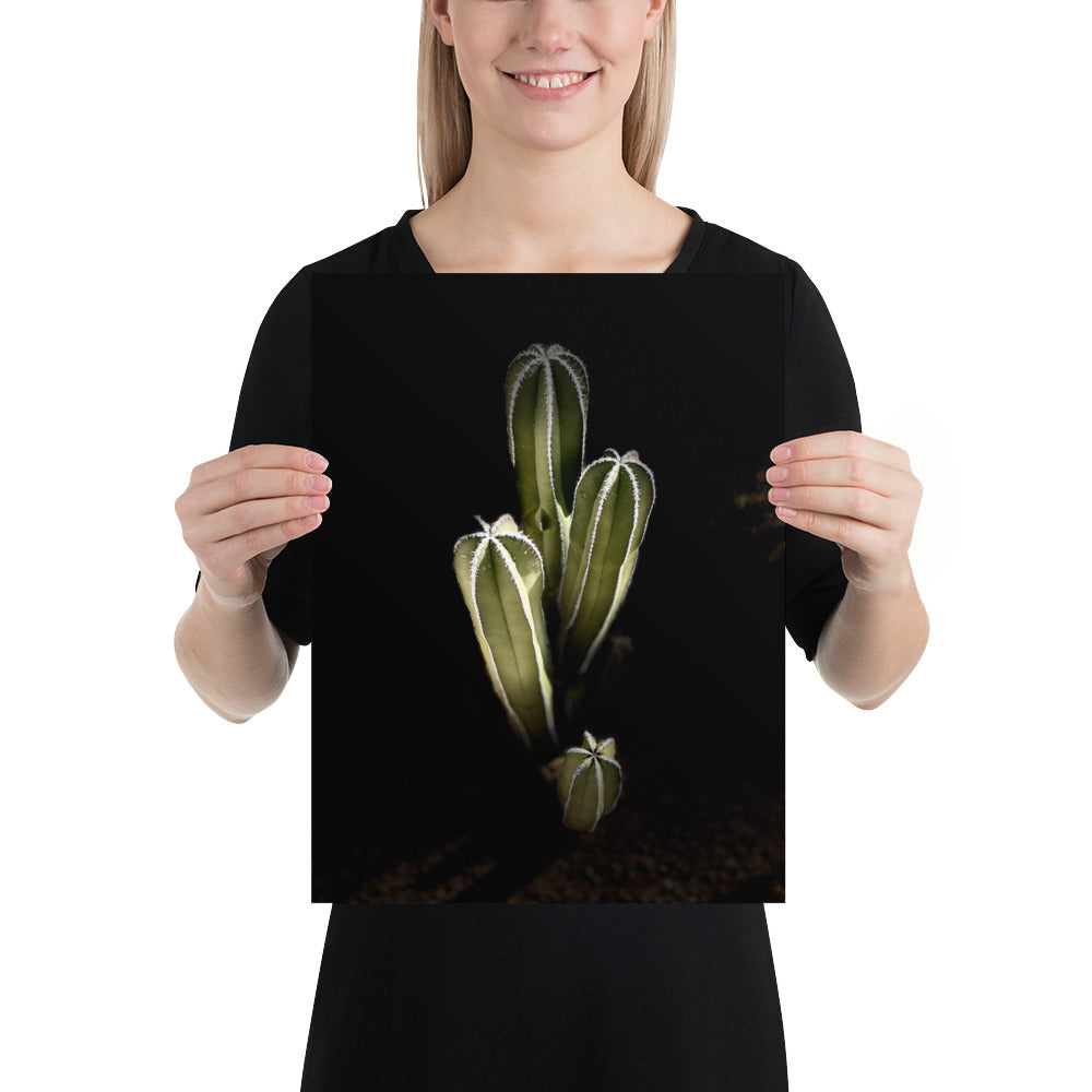 Saguaro Quad by Enrique Aldana Photography | Poster