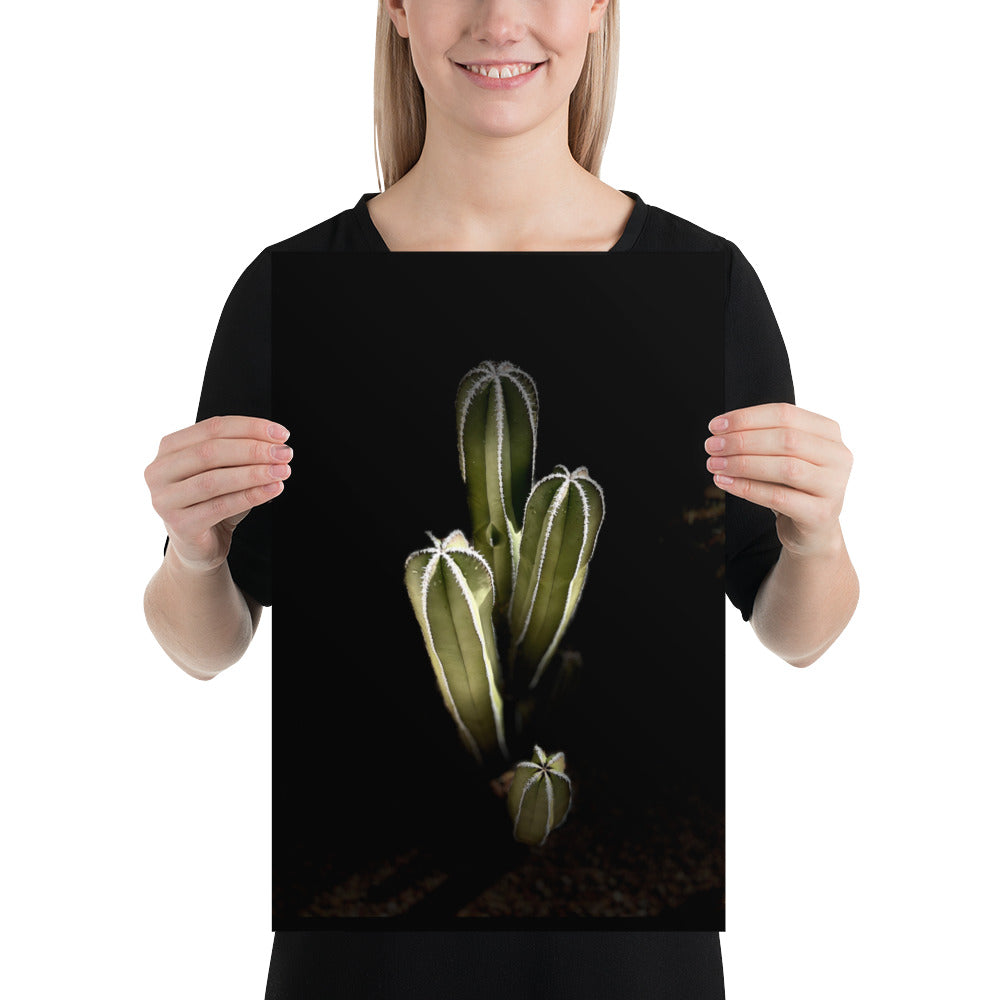 Saguaro Quad by Enrique Aldana Photography | Poster