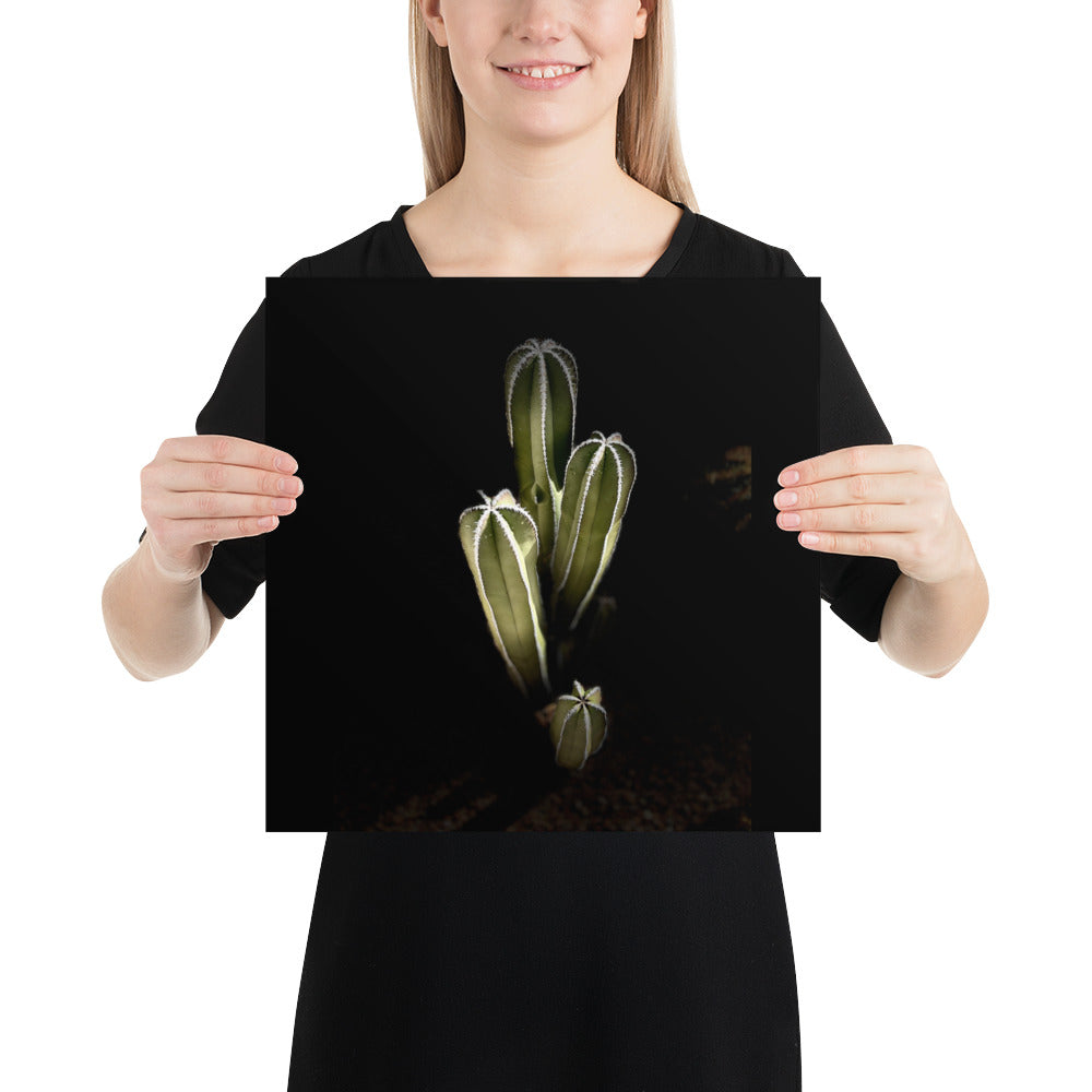 Saguaro Quad by Enrique Aldana Photography | Poster