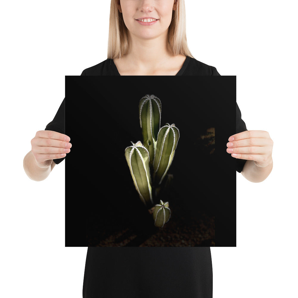 Saguaro Quad by Enrique Aldana Photography | Poster