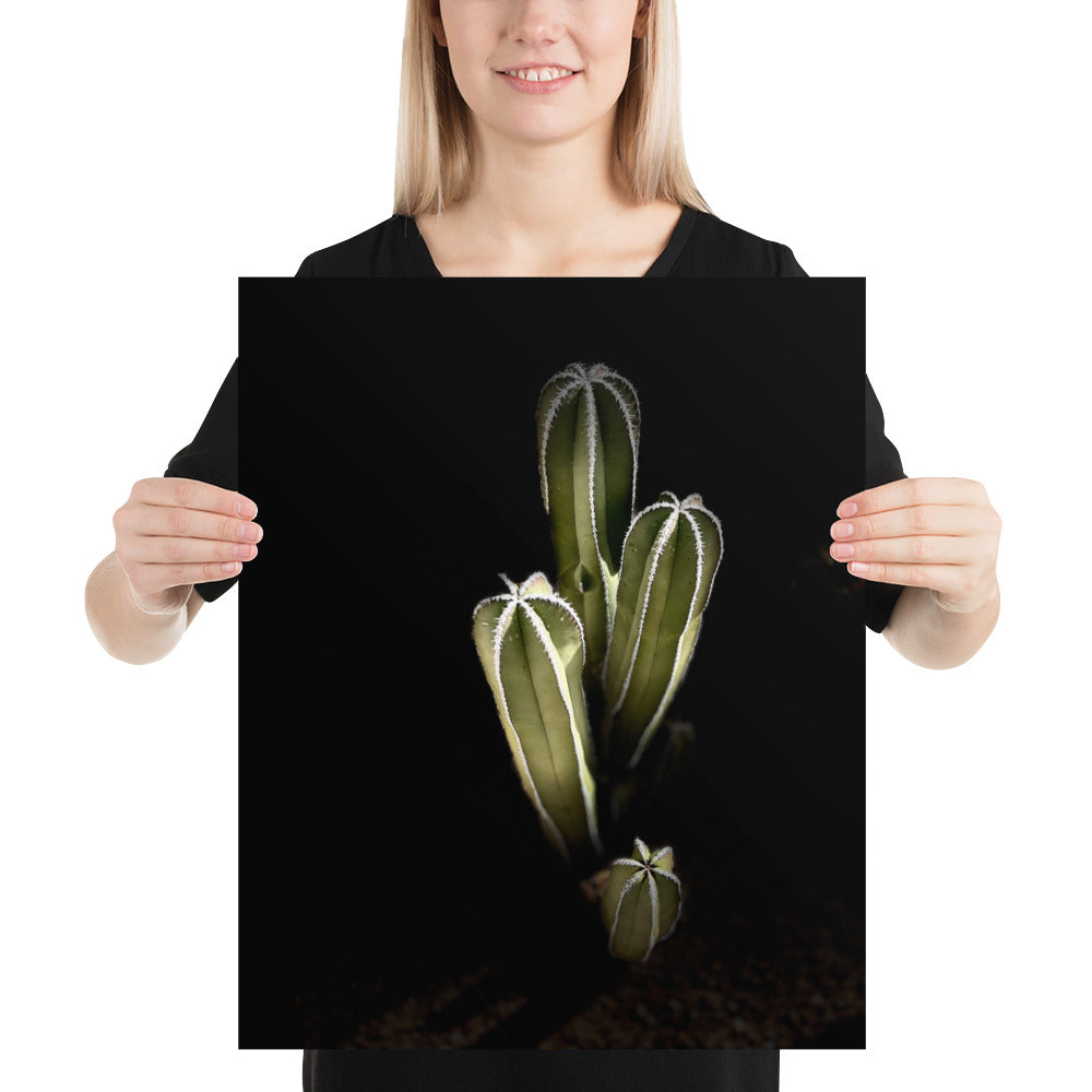 Saguaro Quad by Enrique Aldana Photography | Poster