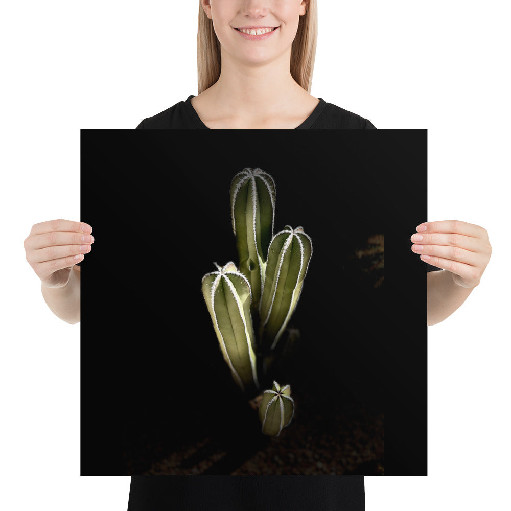 Saguaro Quad by Enrique Aldana Photography | Poster