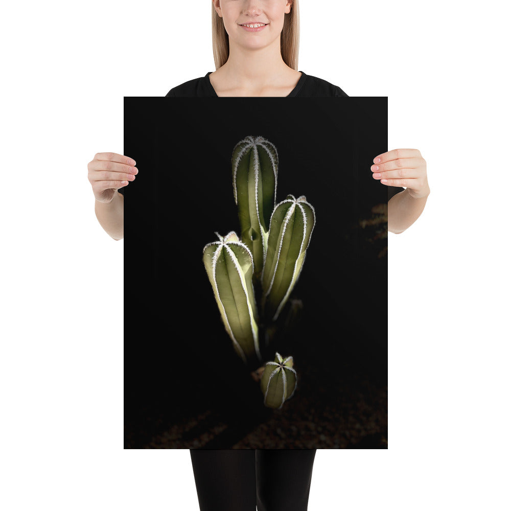 Saguaro Quad by Enrique Aldana Photography | Poster