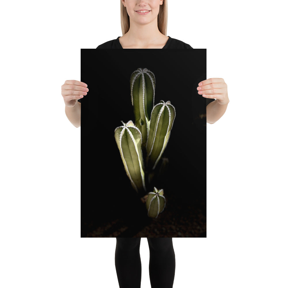 Saguaro Quad by Enrique Aldana Photography | Poster