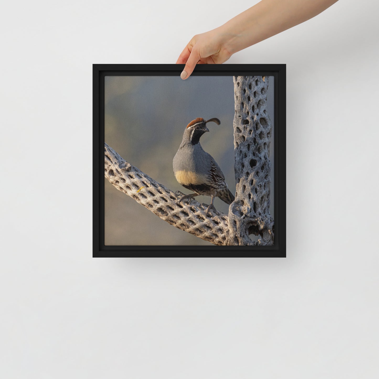 Quail on Cholla by Leslie Leathers Photography | Framed Canvas