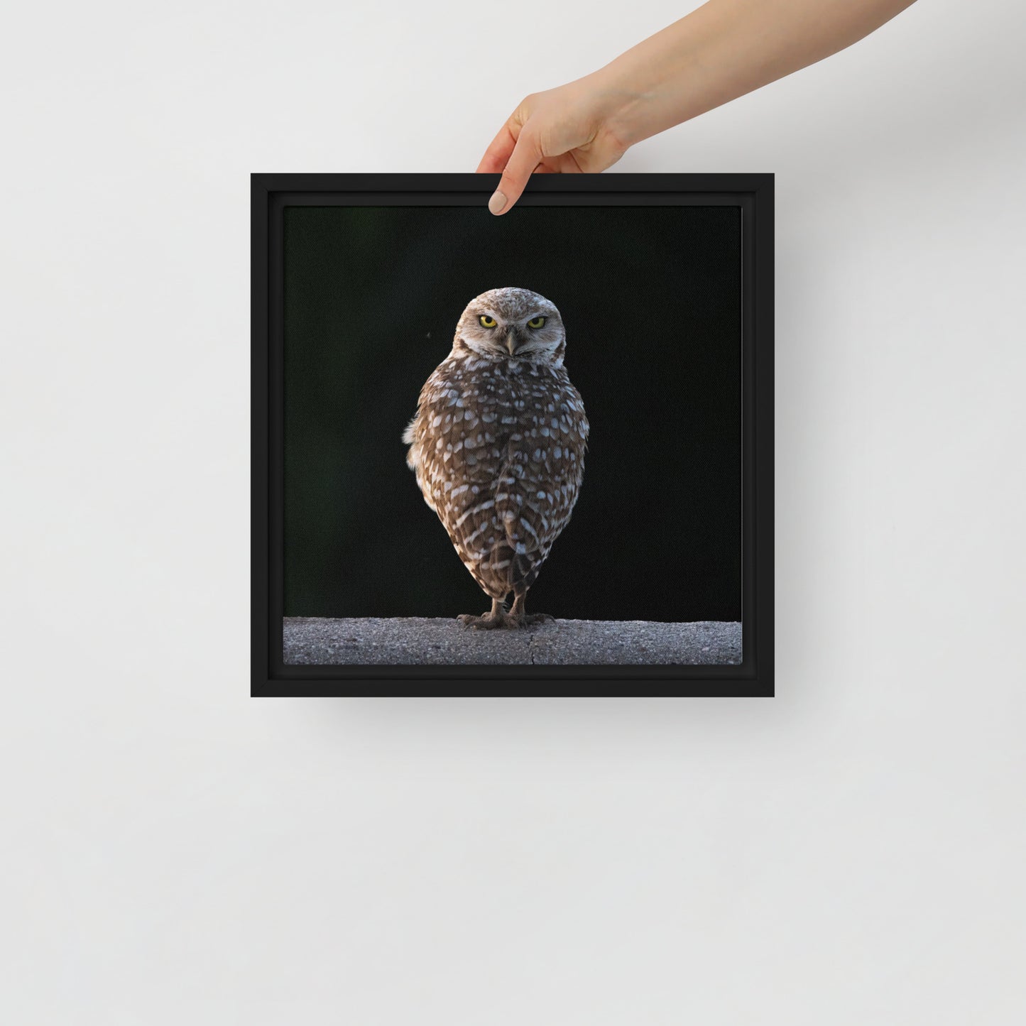 Burrowing Owl By Leslie Leathers Photography | Framed canvas