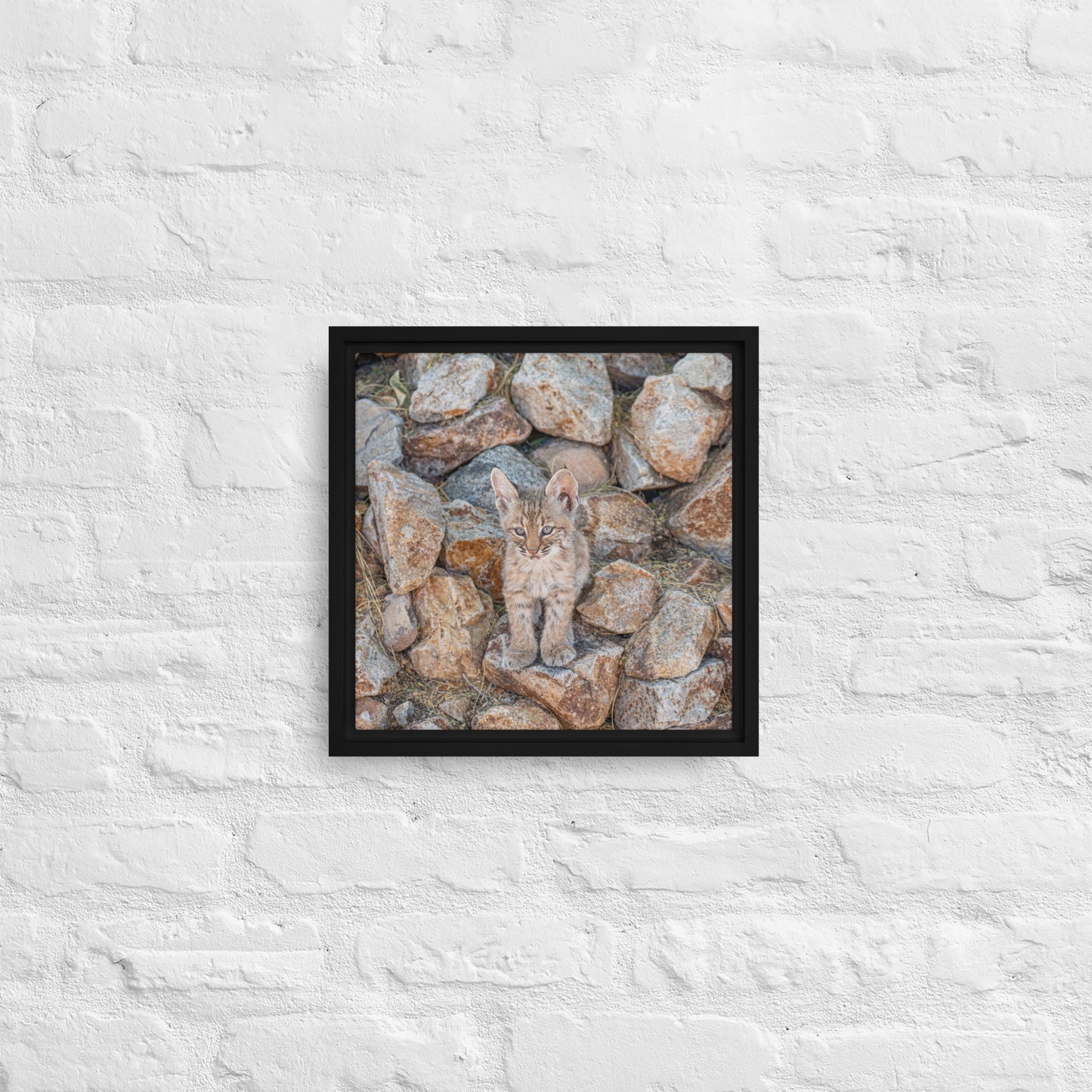 Baby Bobcat by Leslie Leathers Photography | Framed canvas