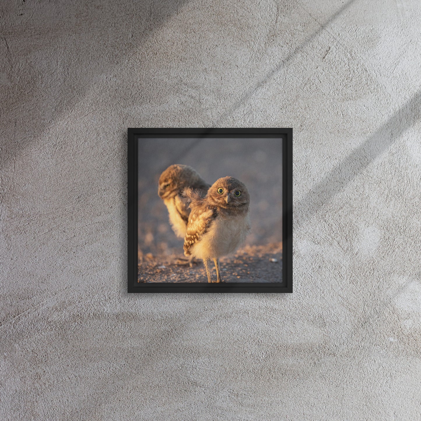 Burrowing Owls Duo by Leslie Leathers Photography | Framed canvas