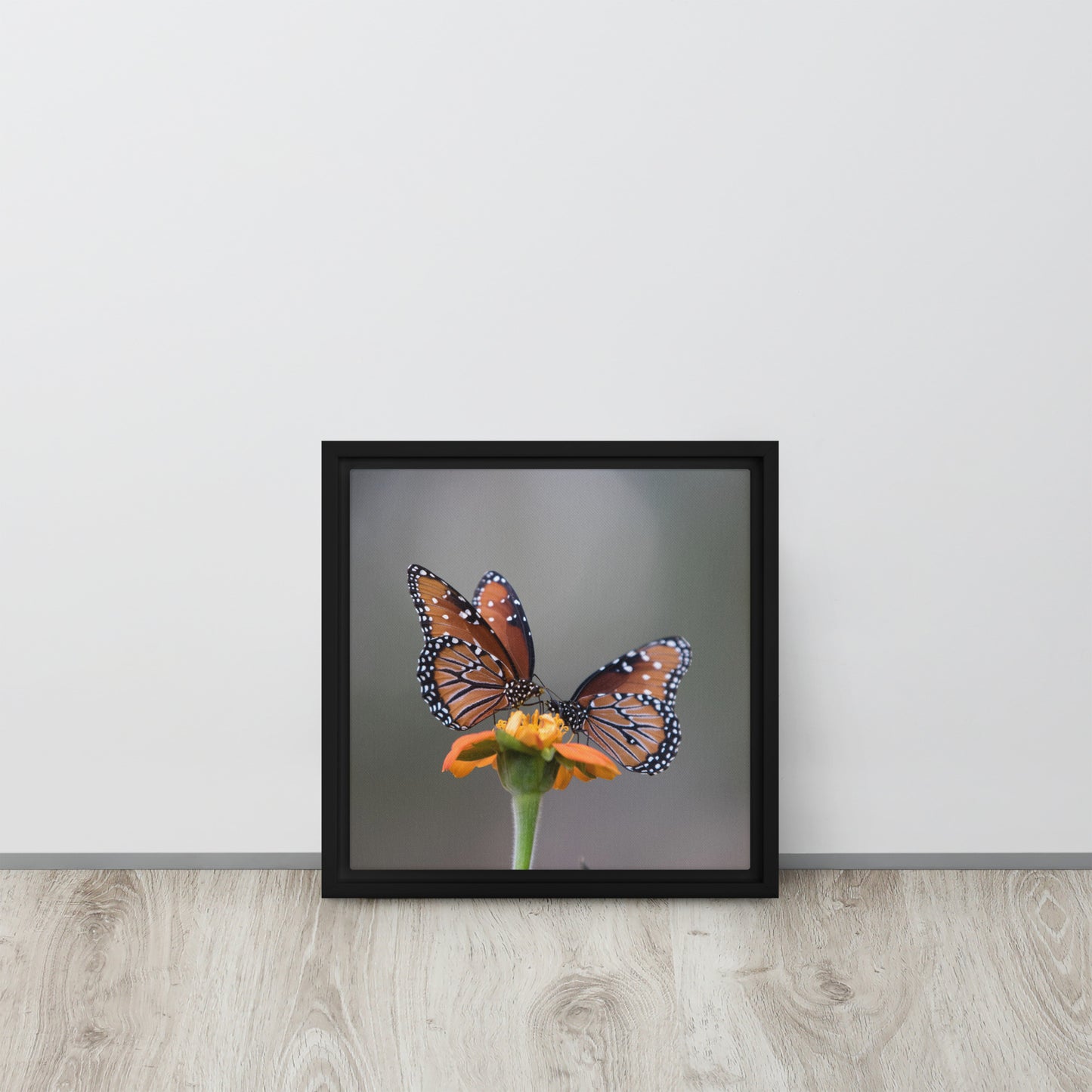 Queen Butterflies by Leslie Leathers Photography | Framed canvas