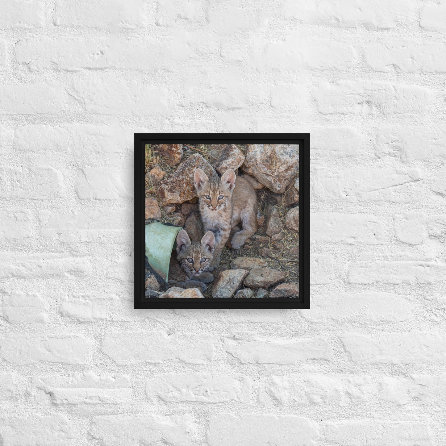 Baby Bobcats Duo by Leslie Leathers Photography | Framed canvas