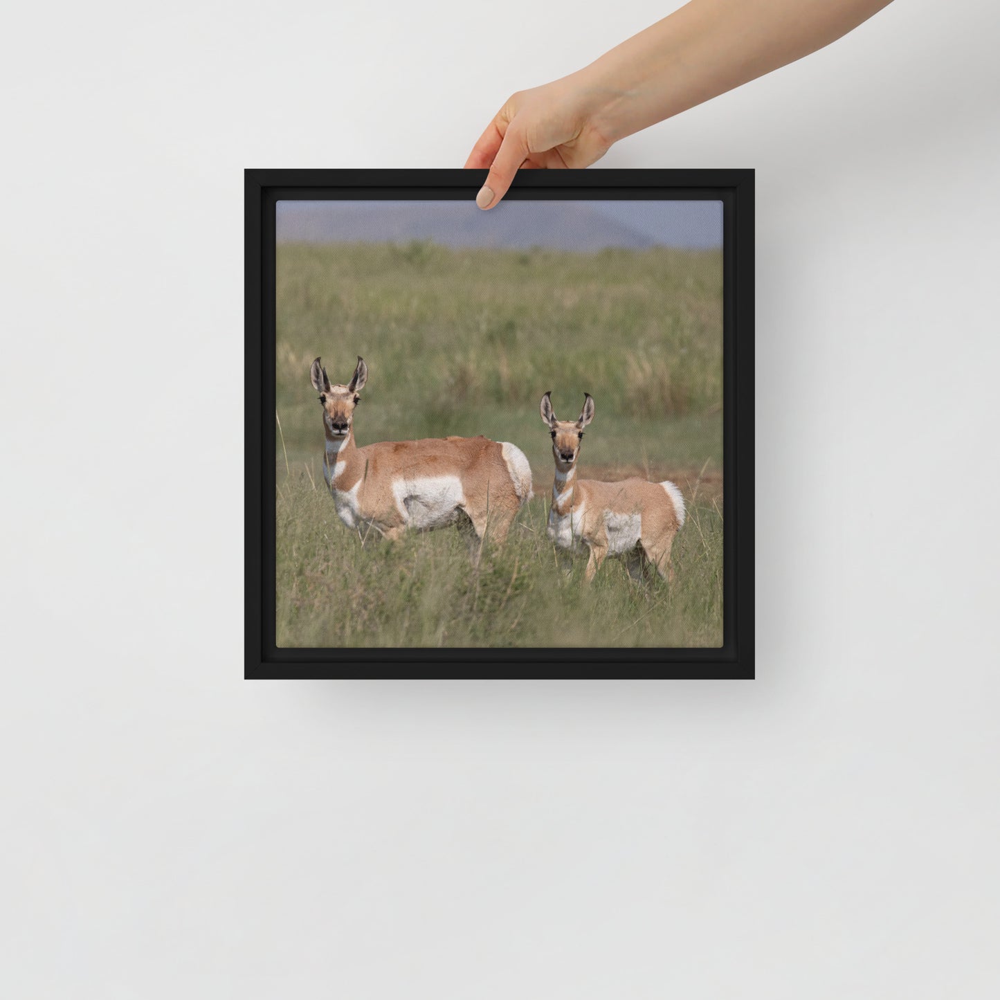 Pronghorn by Leslie Leathers Photography | Framed canvas