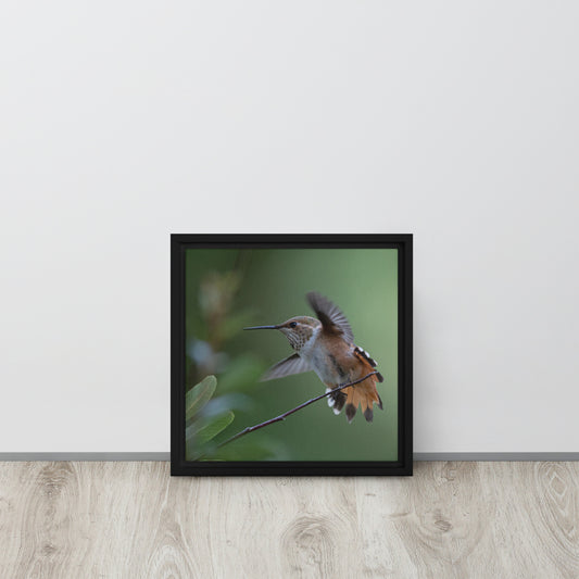 Rufous Hummingbird by Leslie Leathers Photography | Framed canvas