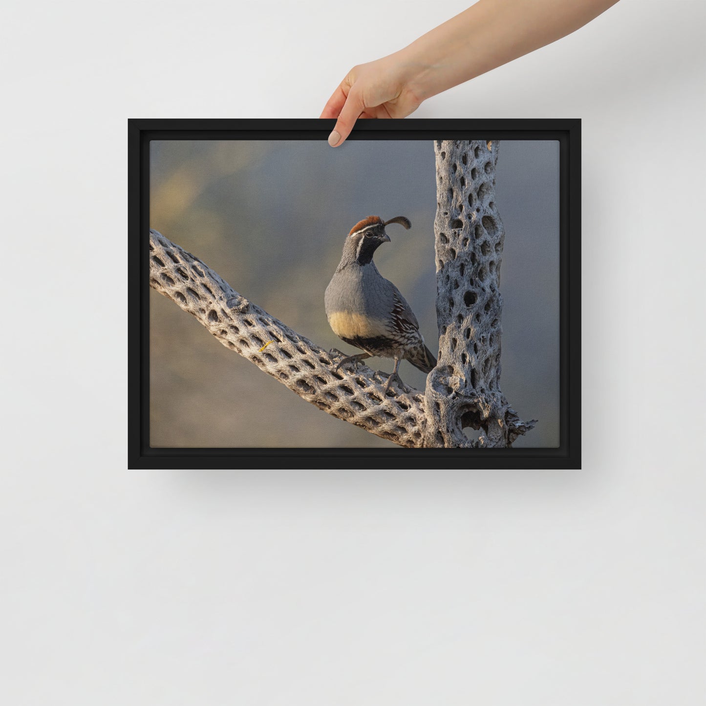 Quail on Cholla by Leslie Leathers Photography | Framed Canvas