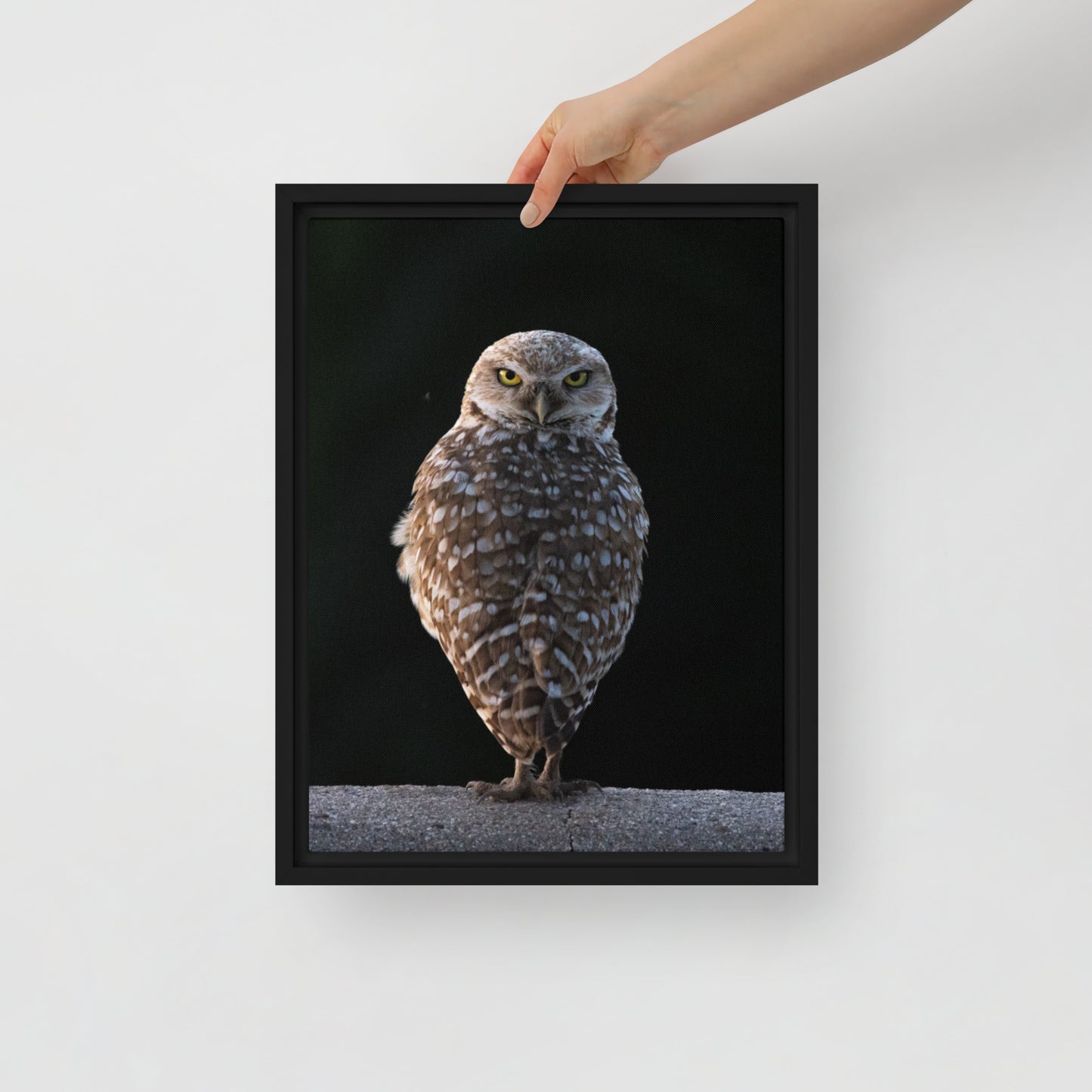 Burrowing Owl By Leslie Leathers Photography | Framed canvas