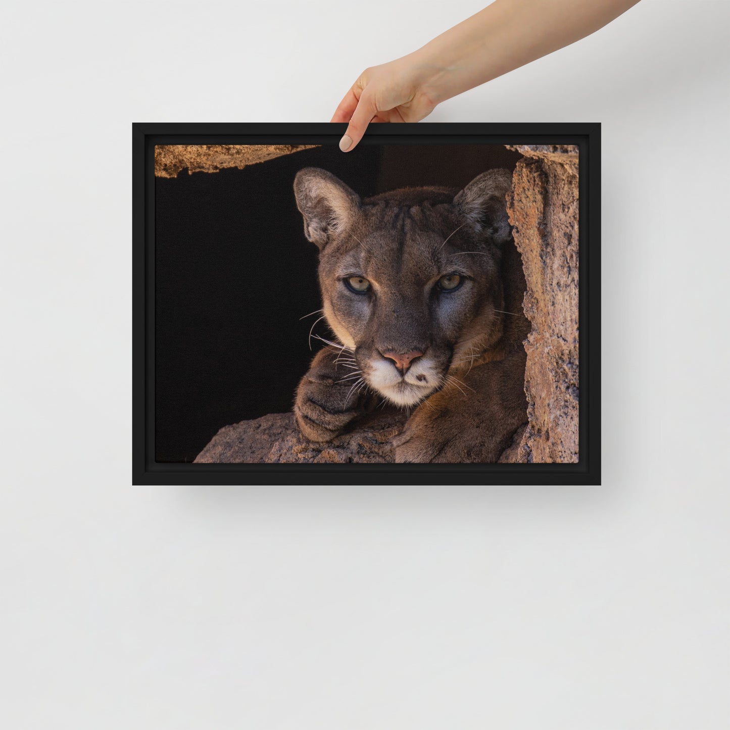 Cruz by Leslie Leathers Photography | Framed Canvas