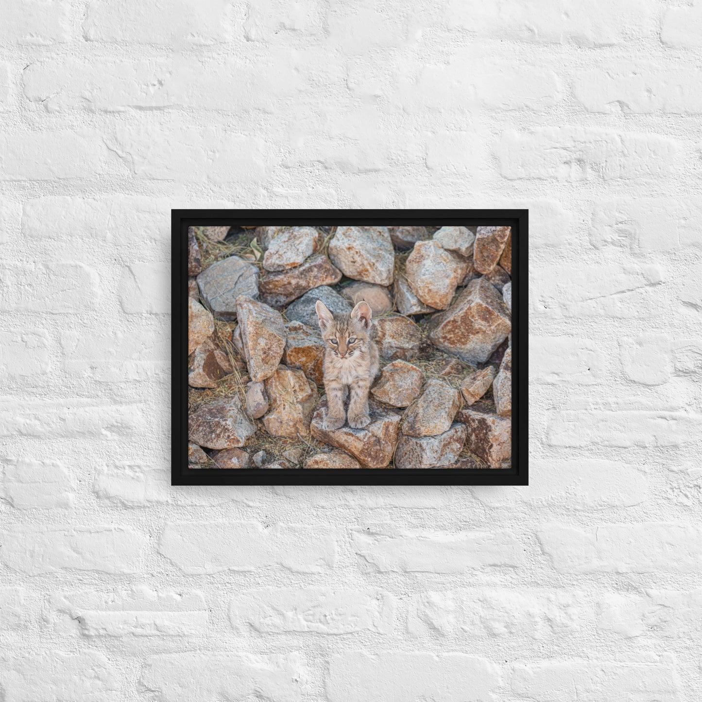 Baby Bobcat by Leslie Leathers Photography | Framed canvas