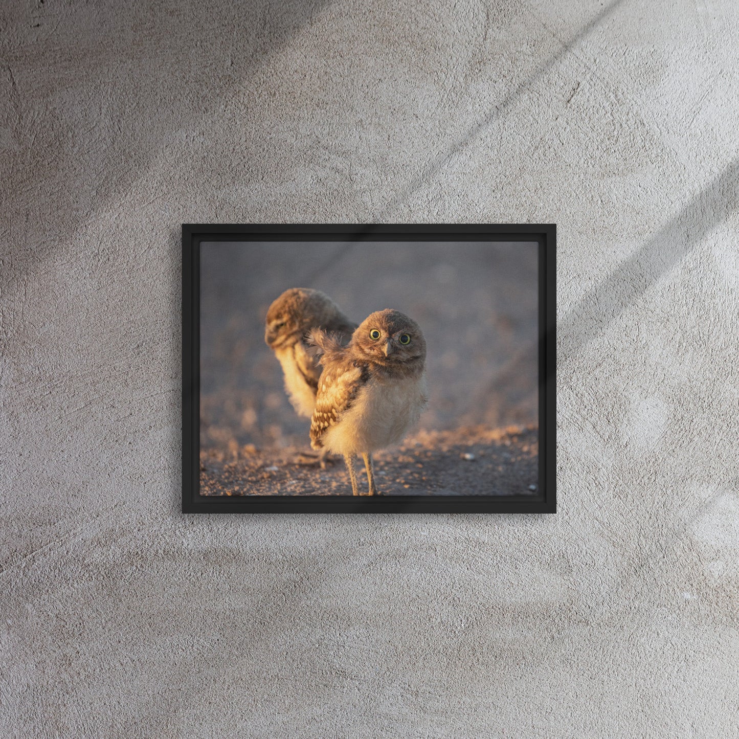 Burrowing Owls Duo by Leslie Leathers Photography | Framed canvas