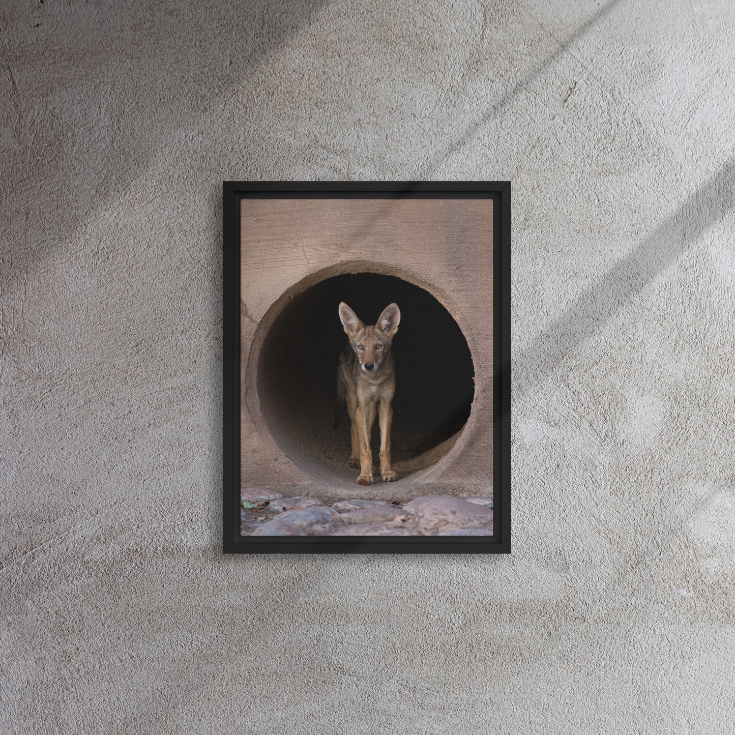 Juvenile Coyote by Leslie Leathers Photography | Framed canvas