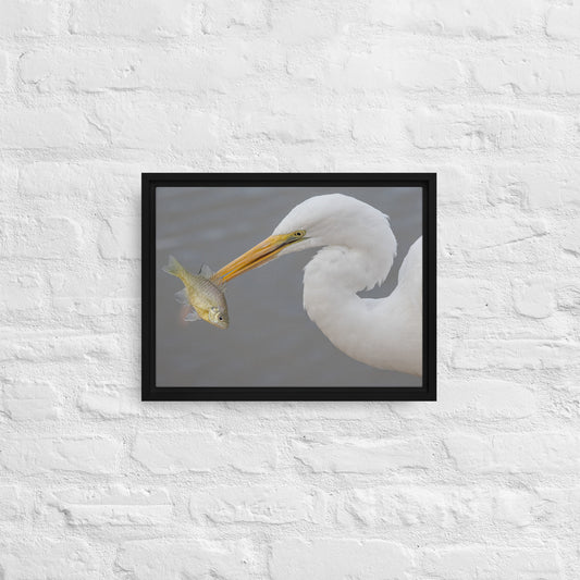 Great White Egret by Leslie Leathers Photography | Framed canvas