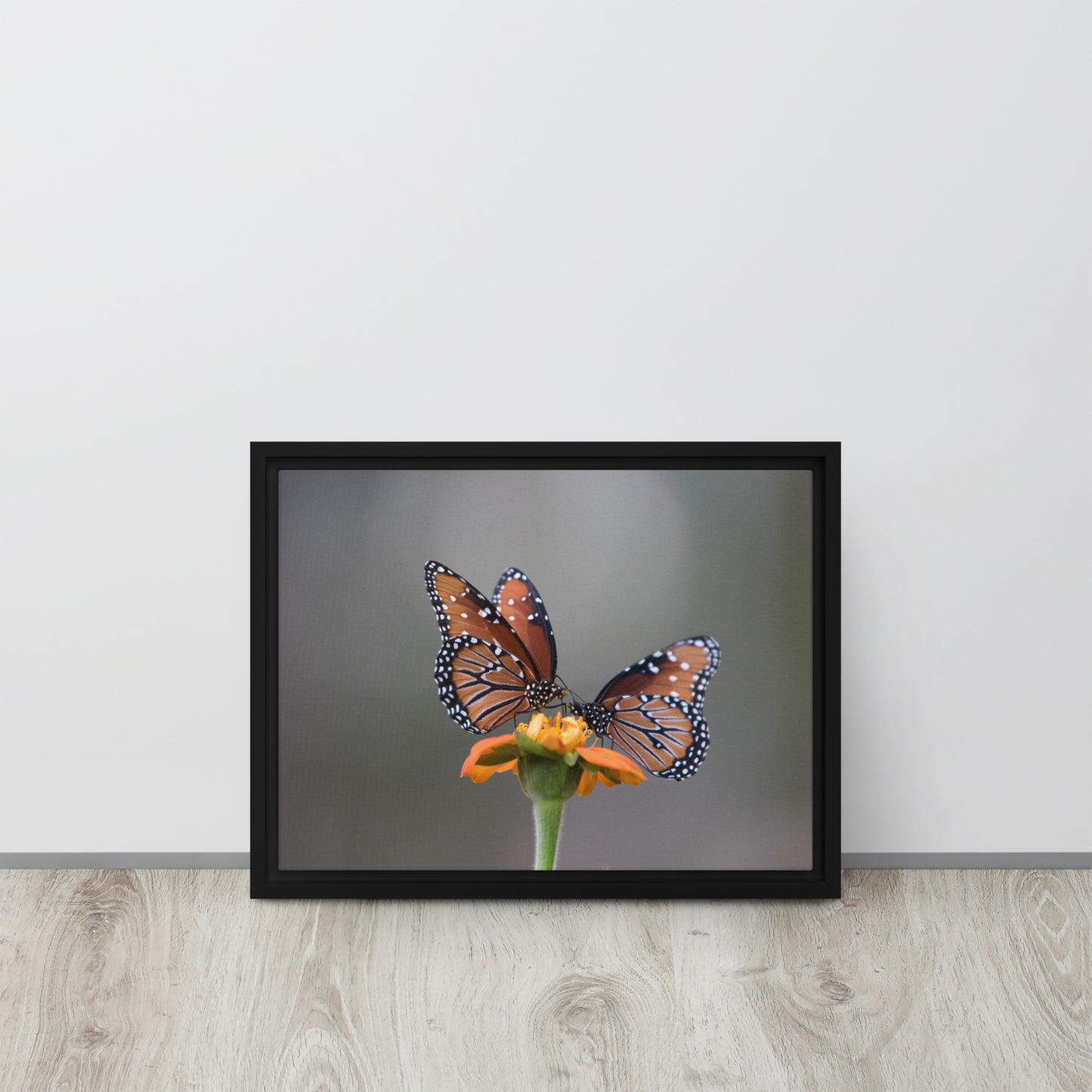 Queen Butterflies by Leslie Leathers Photography | Framed canvas