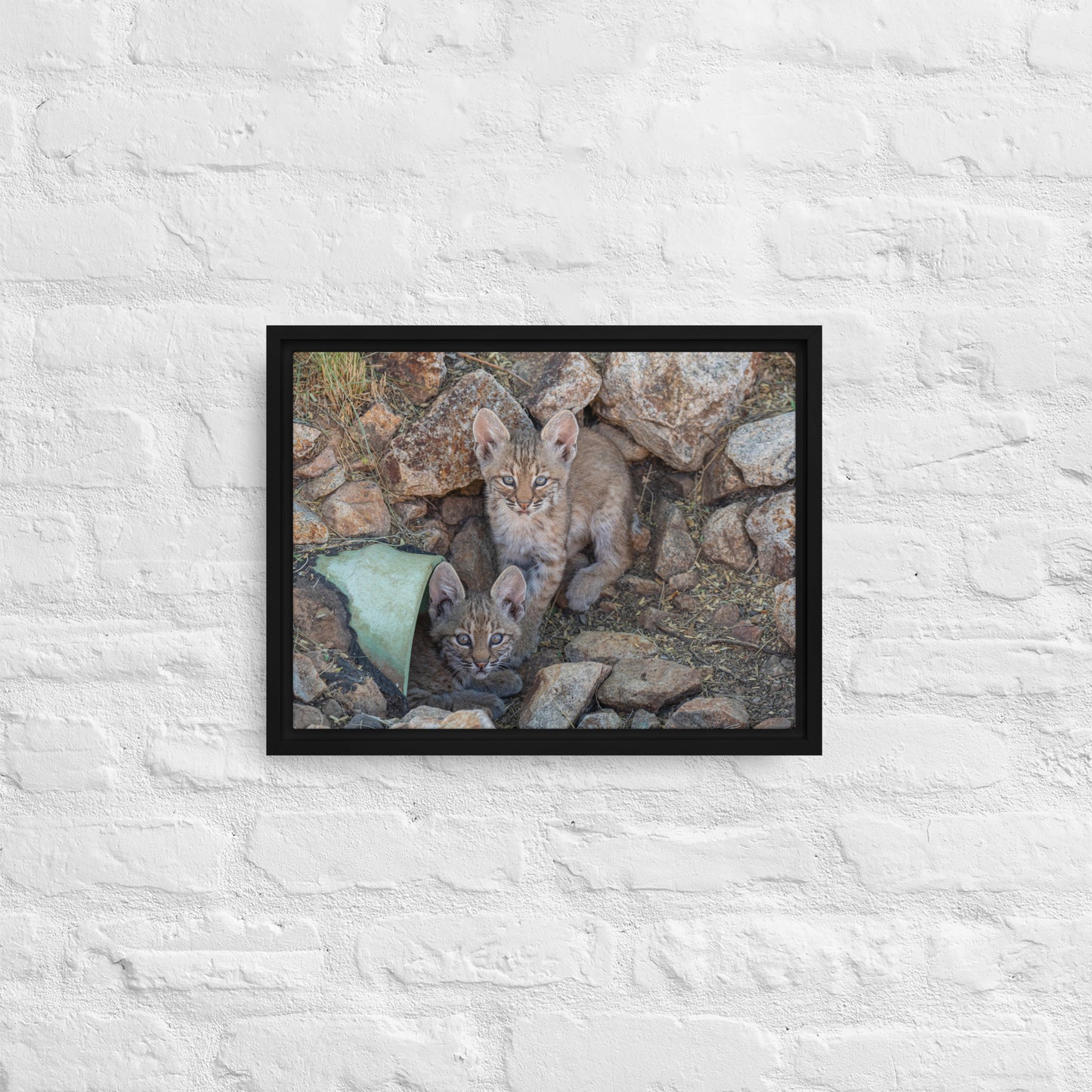 Baby Bobcats Duo by Leslie Leathers Photography | Framed canvas