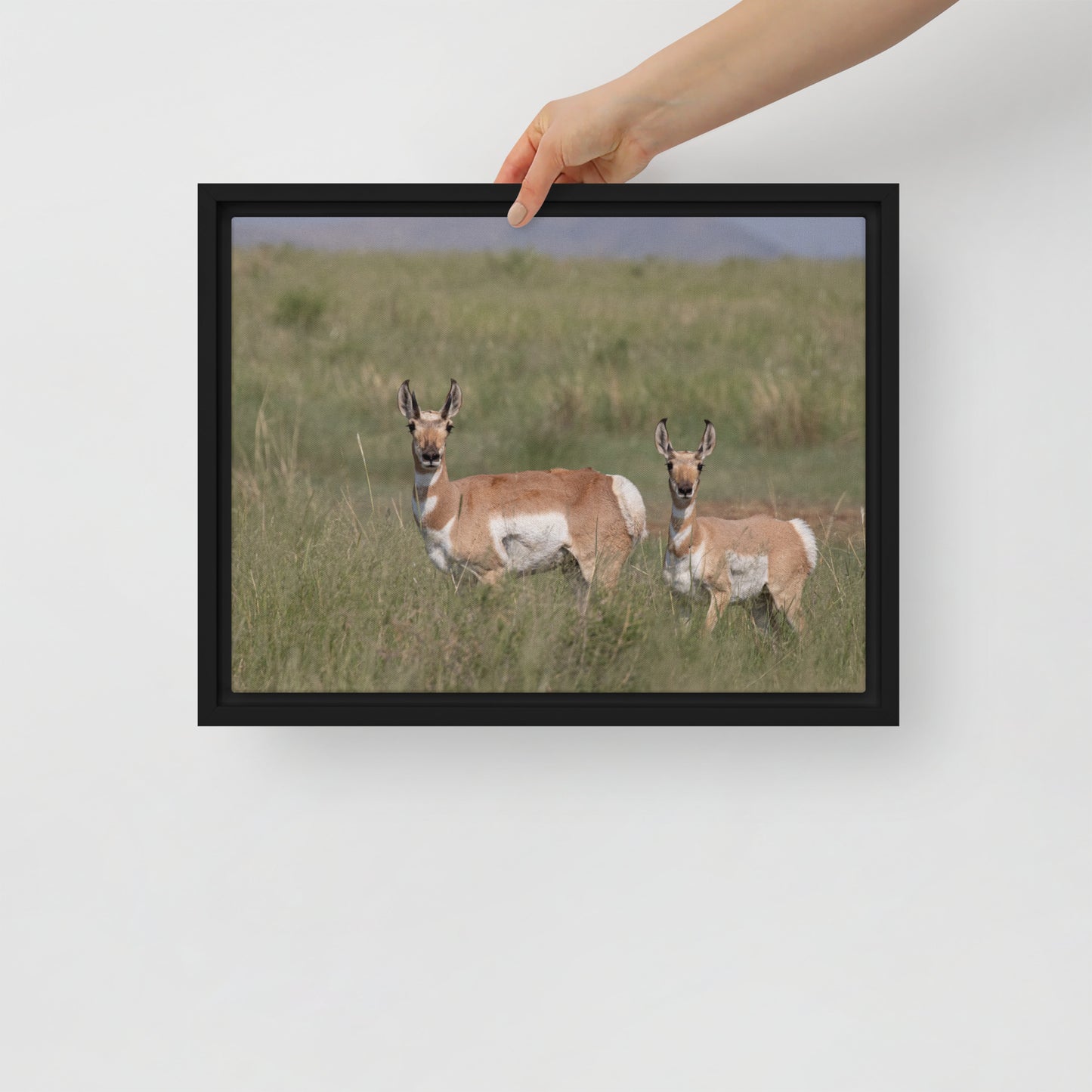 Pronghorn by Leslie Leathers Photography | Framed canvas