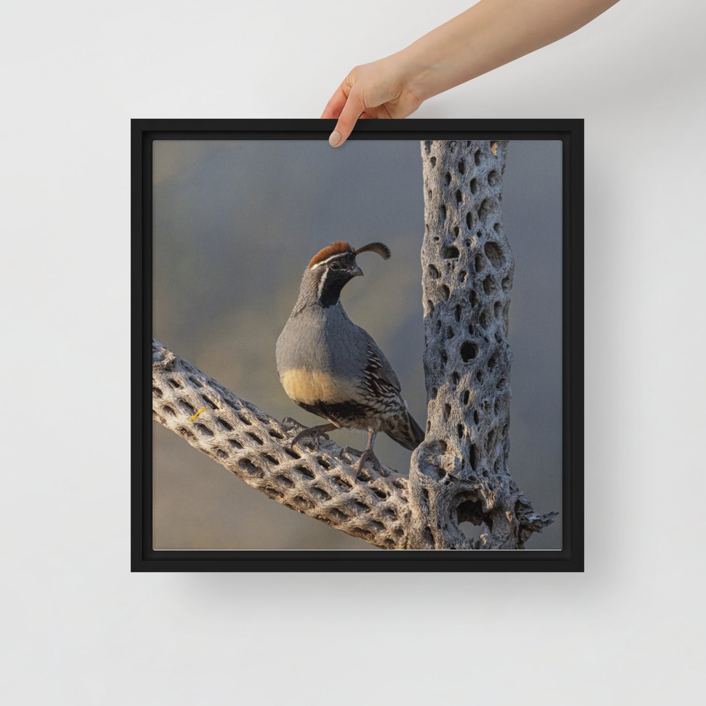 Quail on Cholla by Leslie Leathers Photography | Framed Canvas