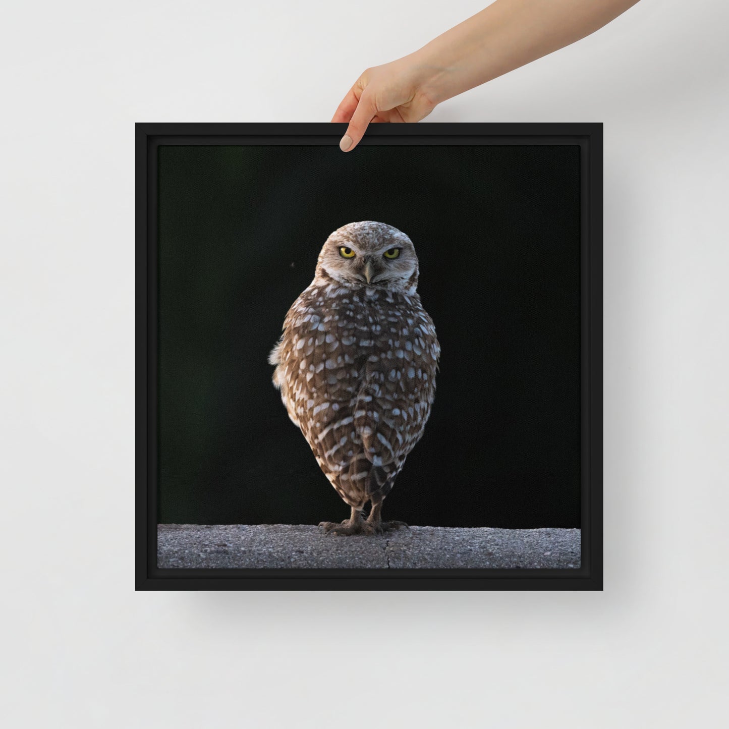 Burrowing Owl By Leslie Leathers Photography | Framed canvas