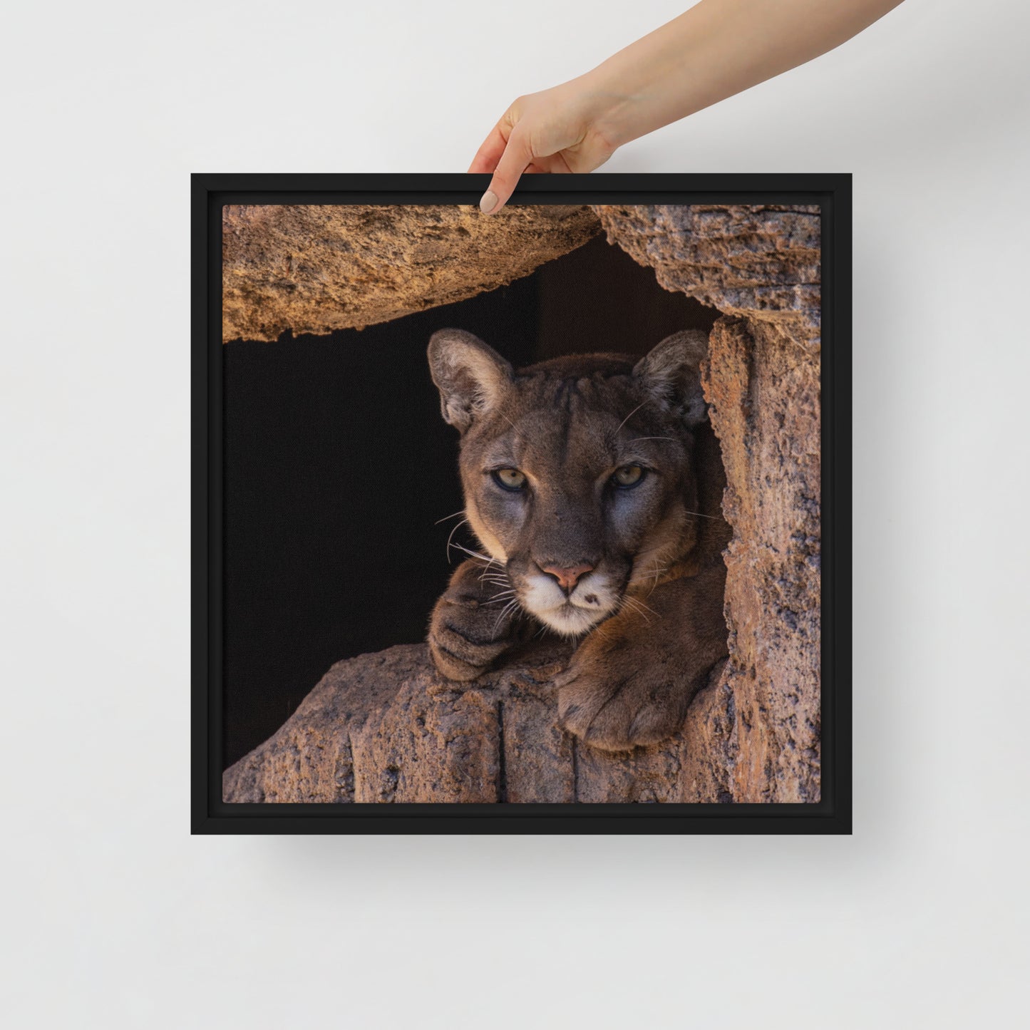 Cruz by Leslie Leathers Photography | Framed Canvas