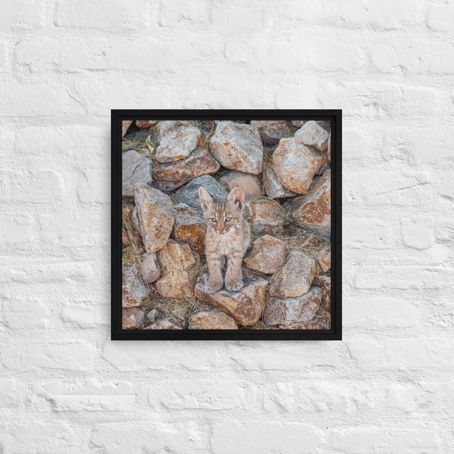 Baby Bobcat by Leslie Leathers Photography | Framed canvas