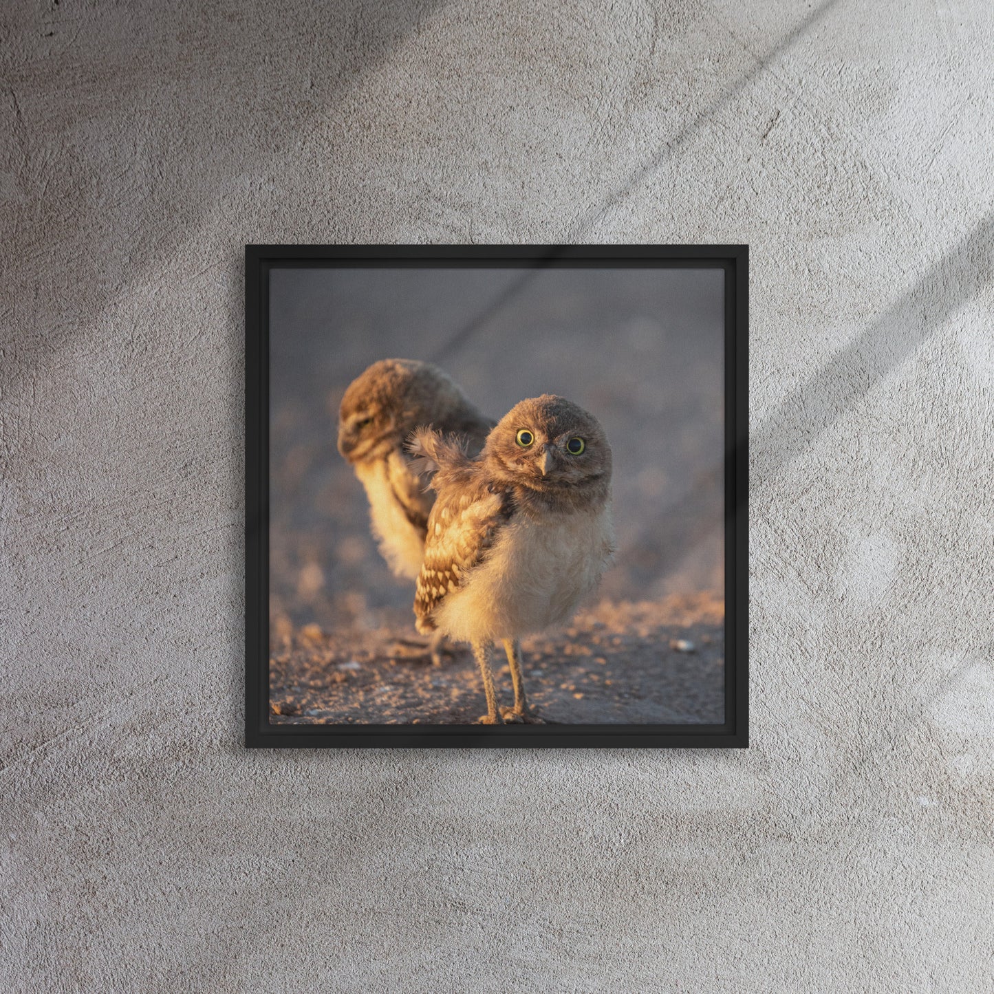 Burrowing Owls Duo by Leslie Leathers Photography | Framed canvas