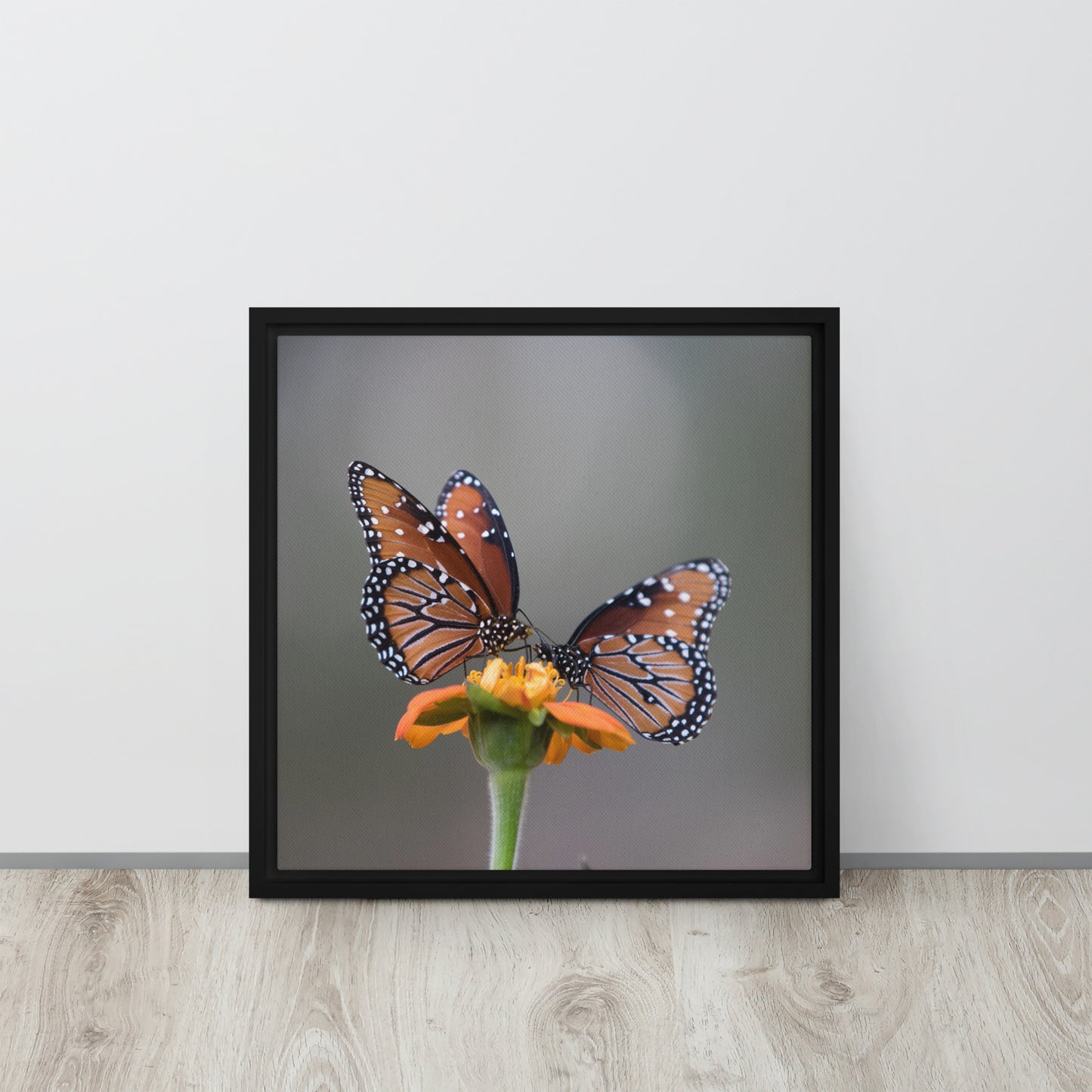 Queen Butterflies by Leslie Leathers Photography | Framed canvas