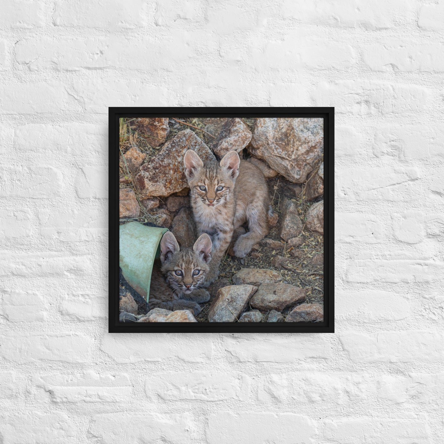 Baby Bobcats Duo by Leslie Leathers Photography | Framed canvas