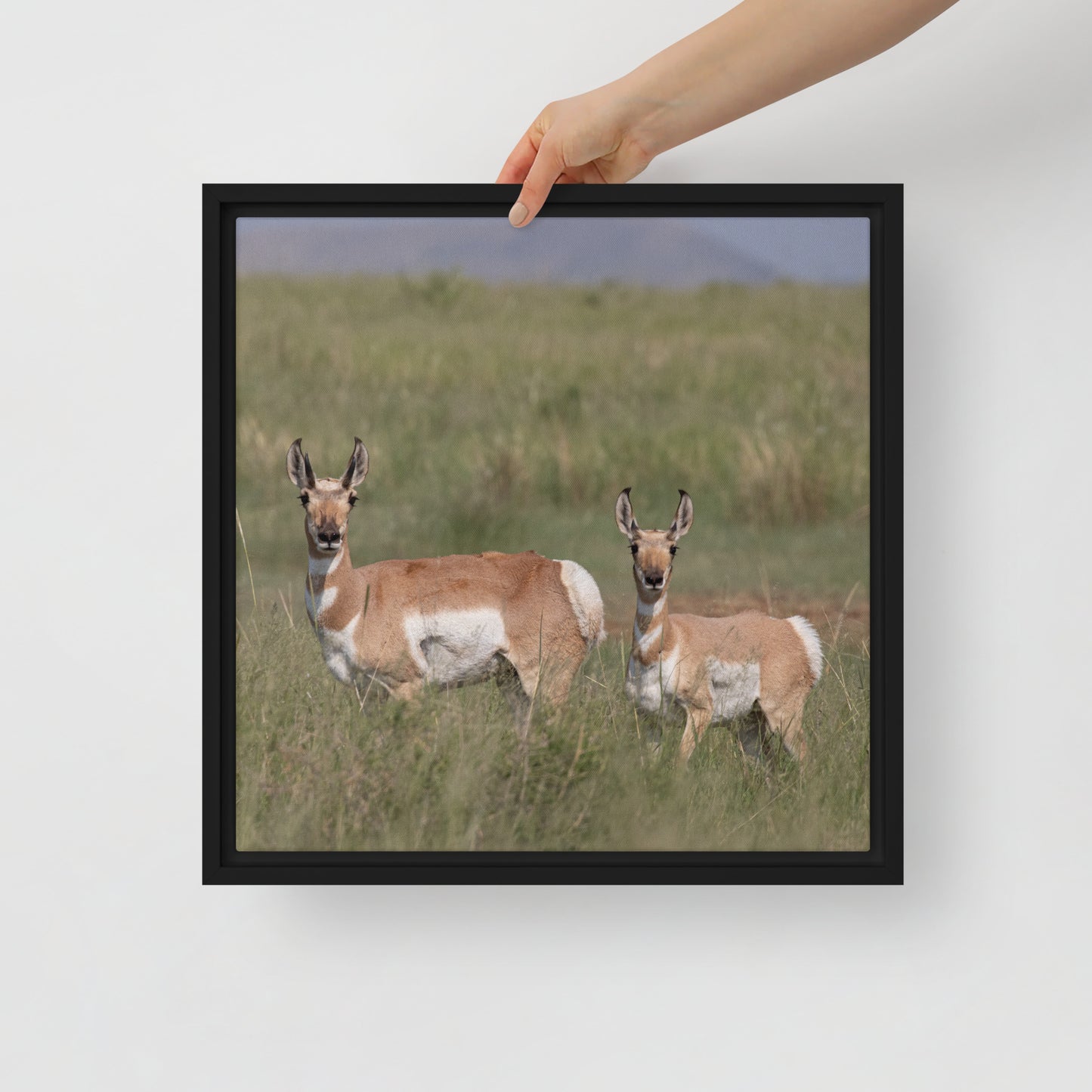 Pronghorn by Leslie Leathers Photography | Framed canvas