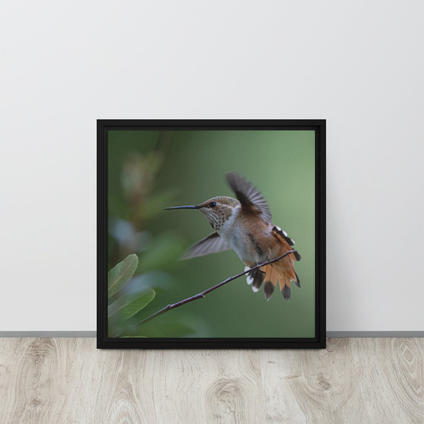 Rufous Hummingbird by Leslie Leathers Photography | Framed canvas