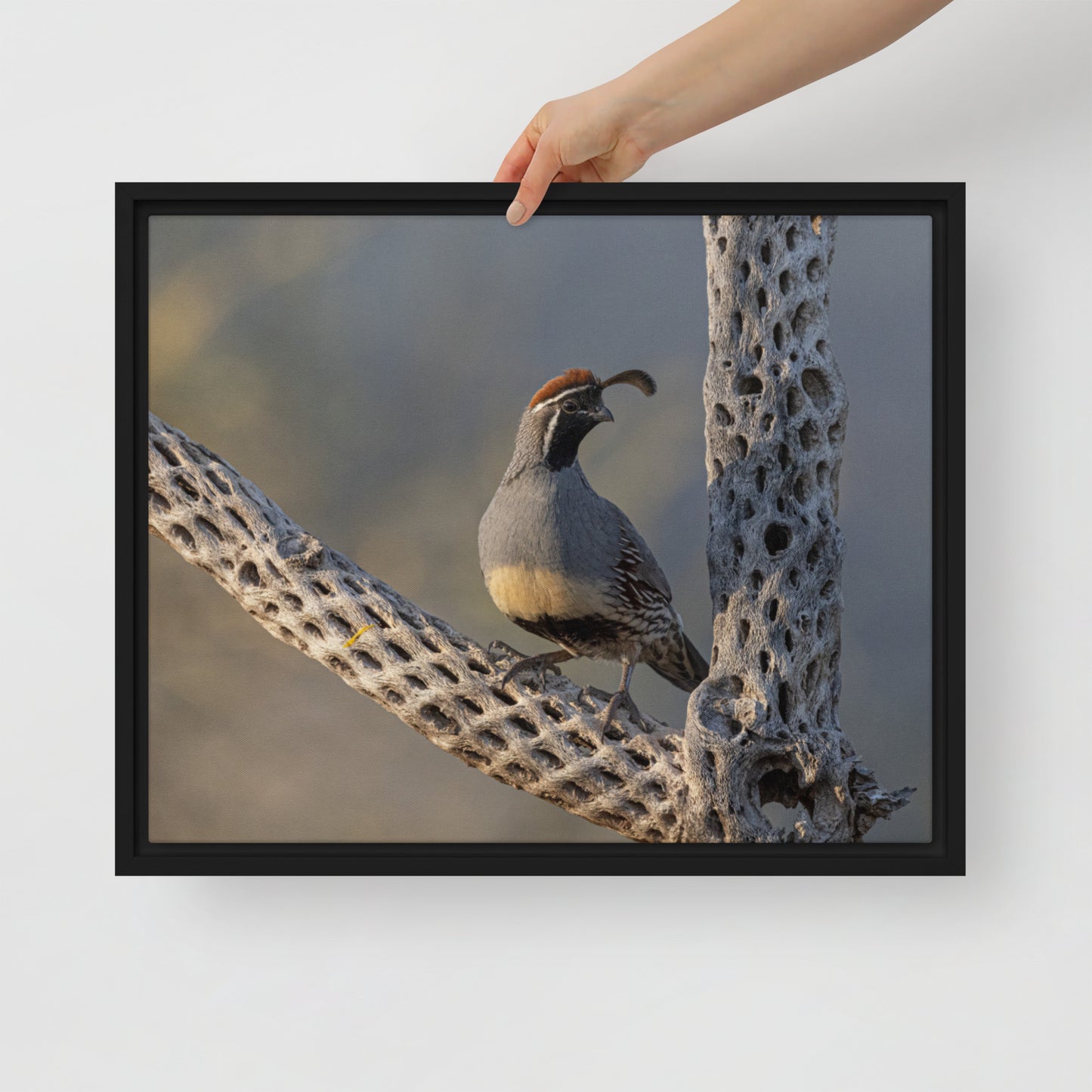 Quail on Cholla by Leslie Leathers Photography | Framed Canvas