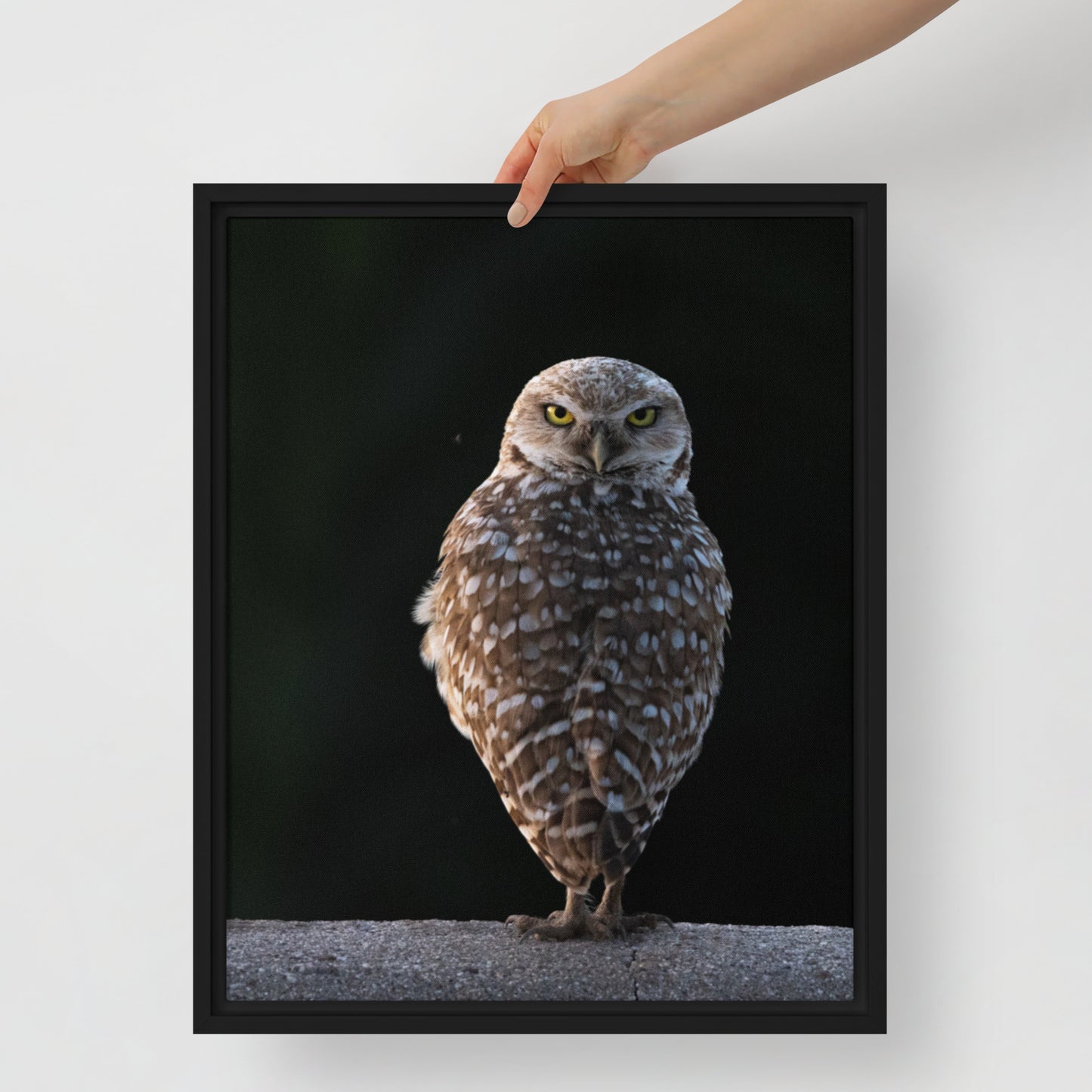 Burrowing Owl By Leslie Leathers Photography | Framed canvas