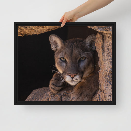 Cruz by Leslie Leathers Photography | Framed Canvas