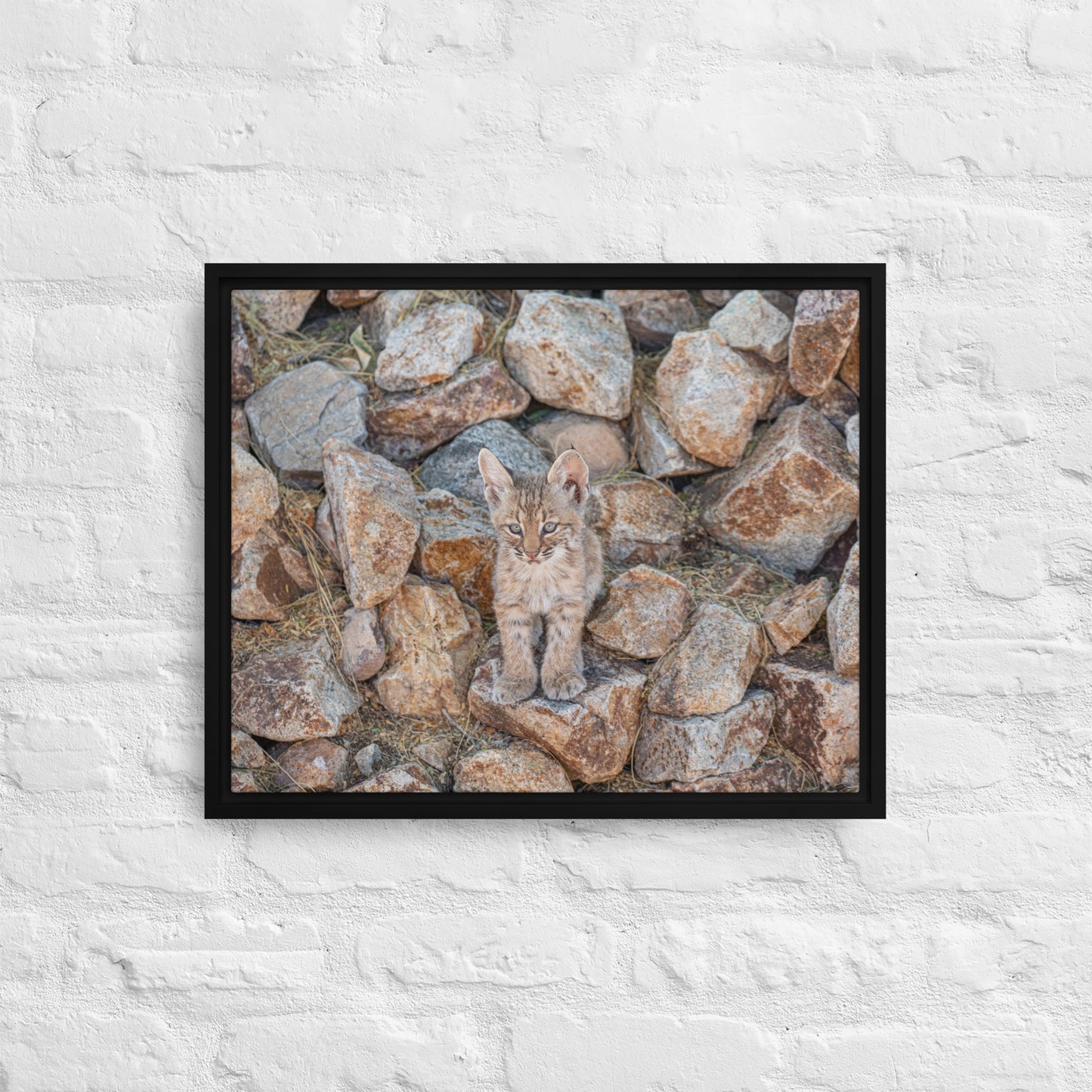 Baby Bobcat by Leslie Leathers Photography | Framed canvas