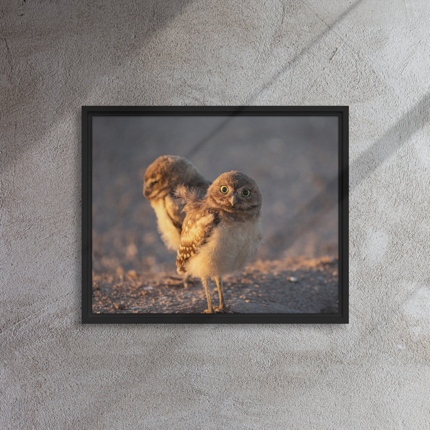 Burrowing Owls Duo by Leslie Leathers Photography | Framed canvas