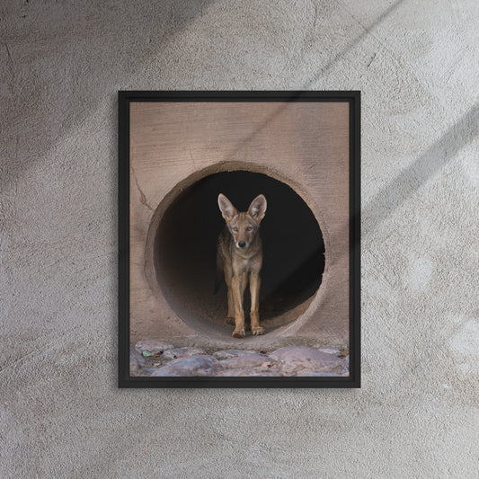 Juvenile Coyote by Leslie Leathers Photography | Framed canvas