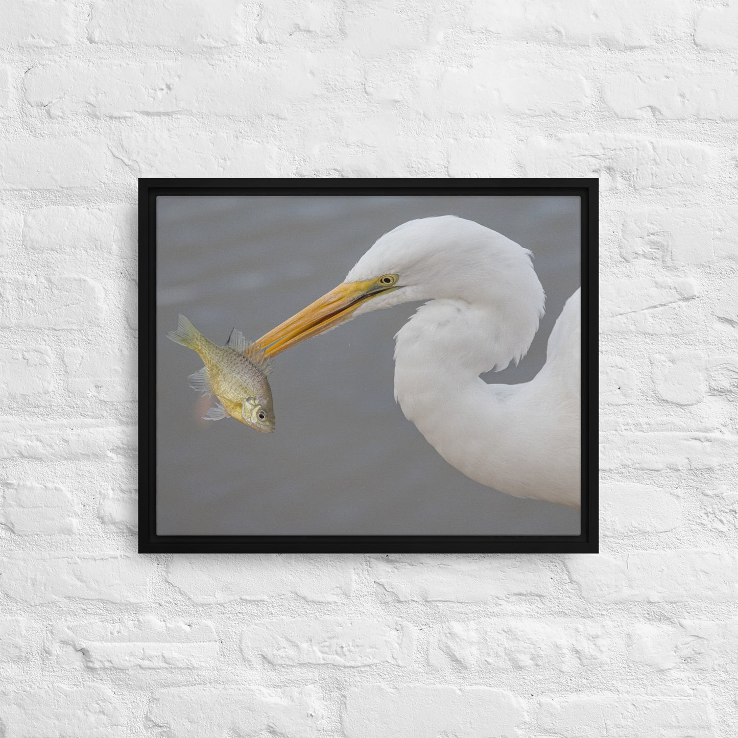 Great White Egret by Leslie Leathers Photography | Framed canvas