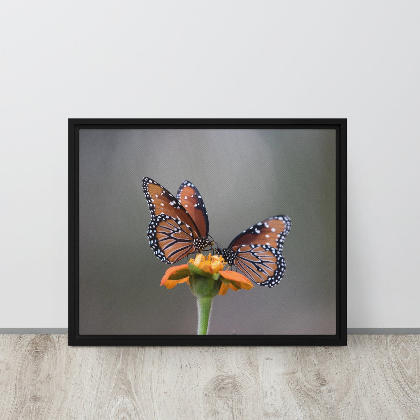 Queen Butterflies by Leslie Leathers Photography | Framed canvas