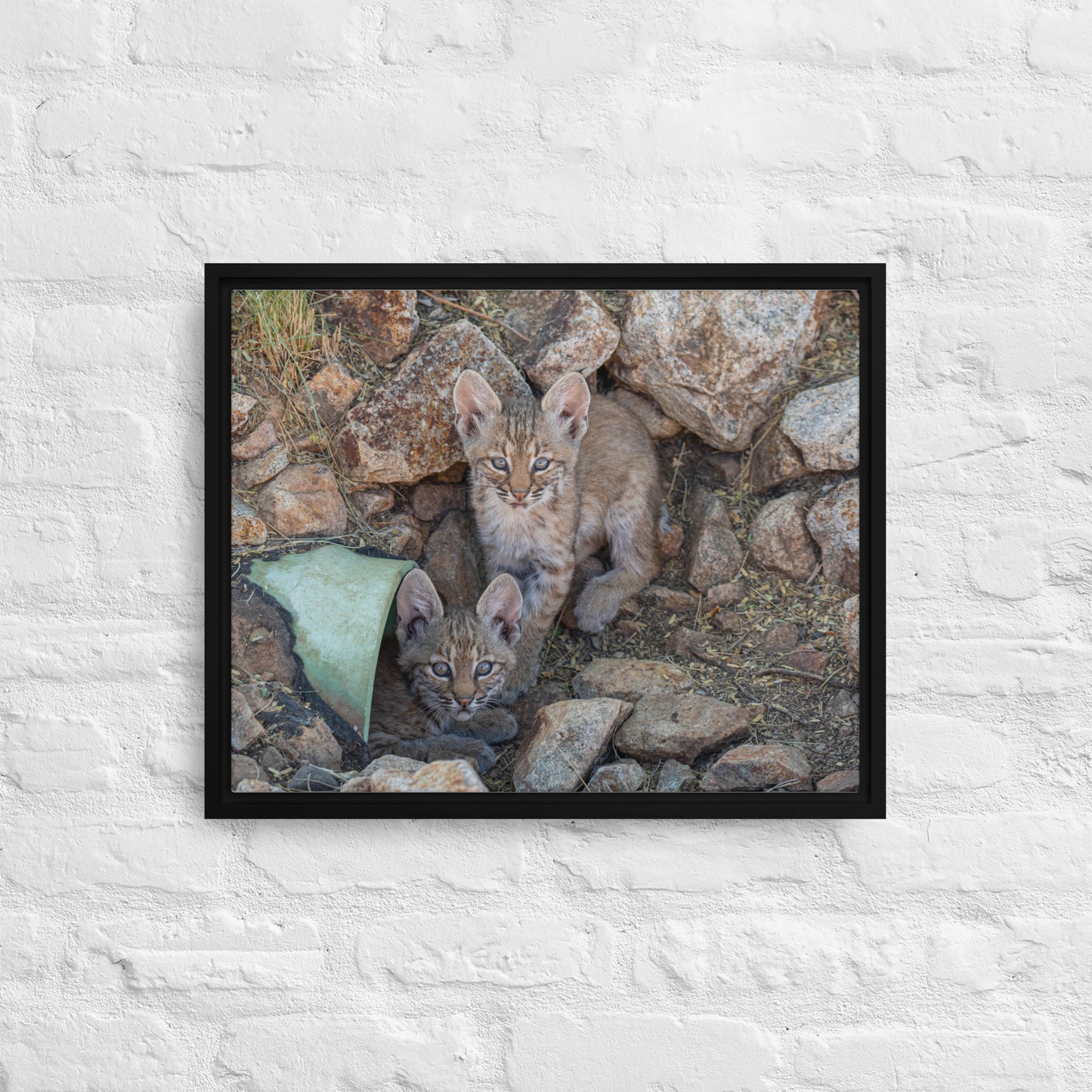 Baby Bobcats Duo by Leslie Leathers Photography | Framed canvas