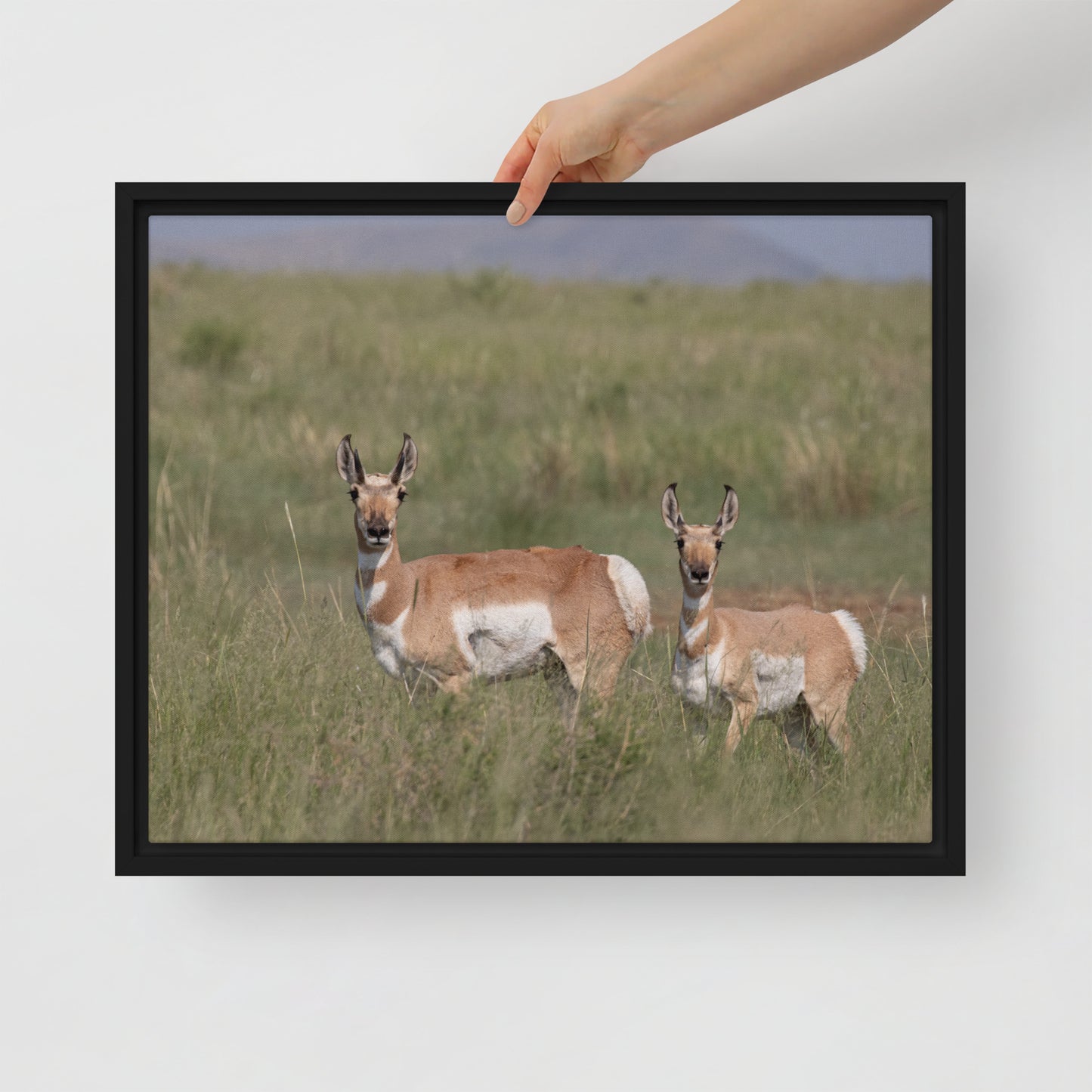 Pronghorn by Leslie Leathers Photography | Framed canvas