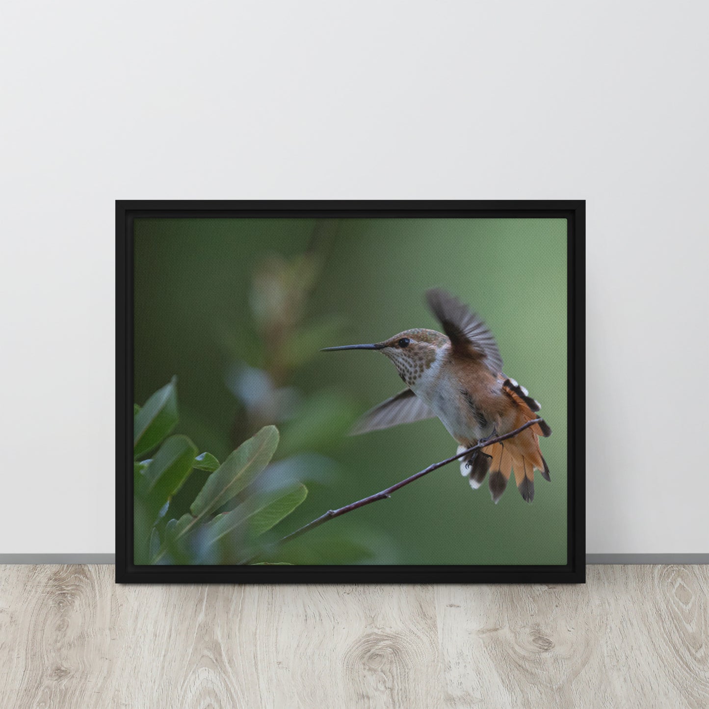 Rufous Hummingbird by Leslie Leathers Photography | Framed canvas