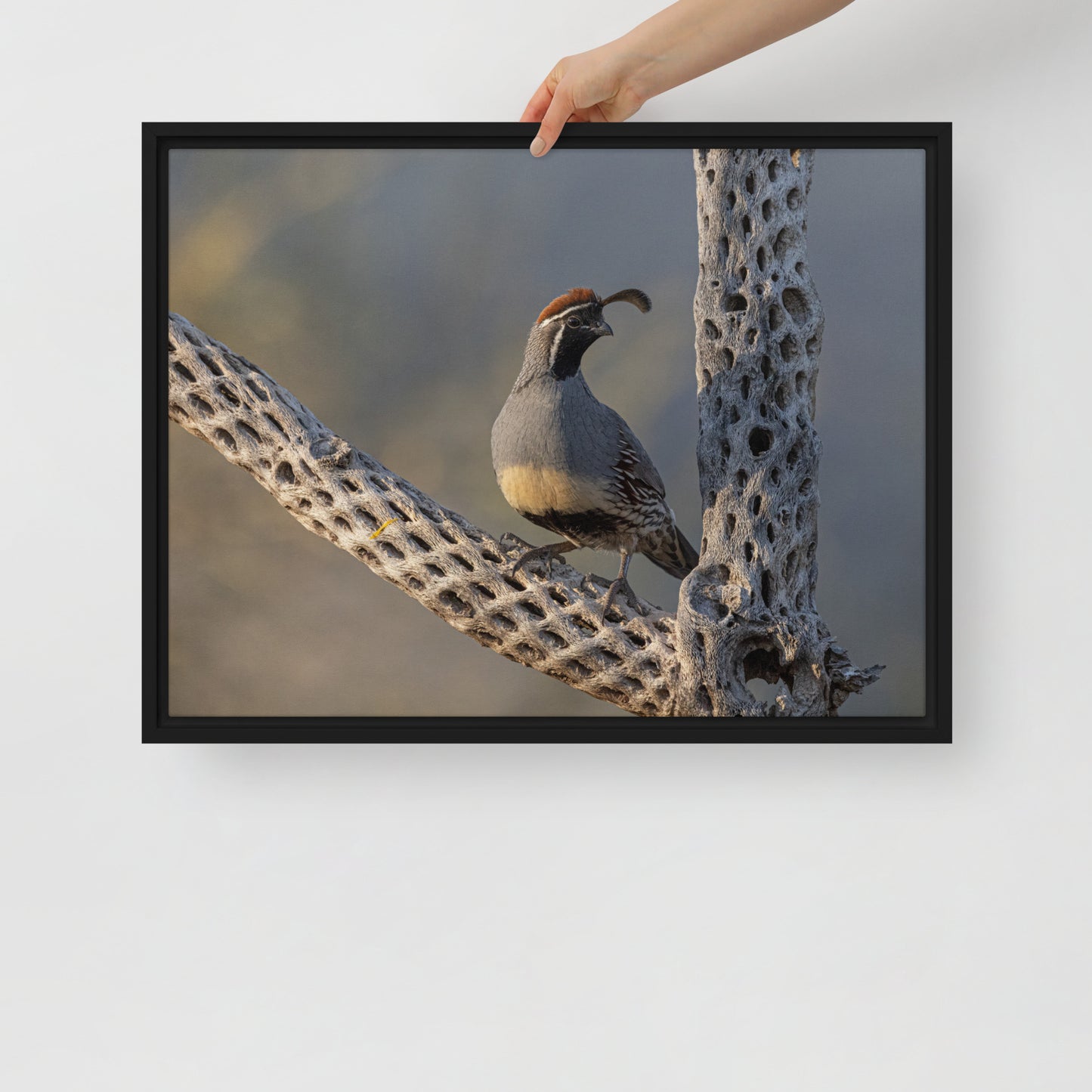 Quail on Cholla by Leslie Leathers Photography | Framed Canvas