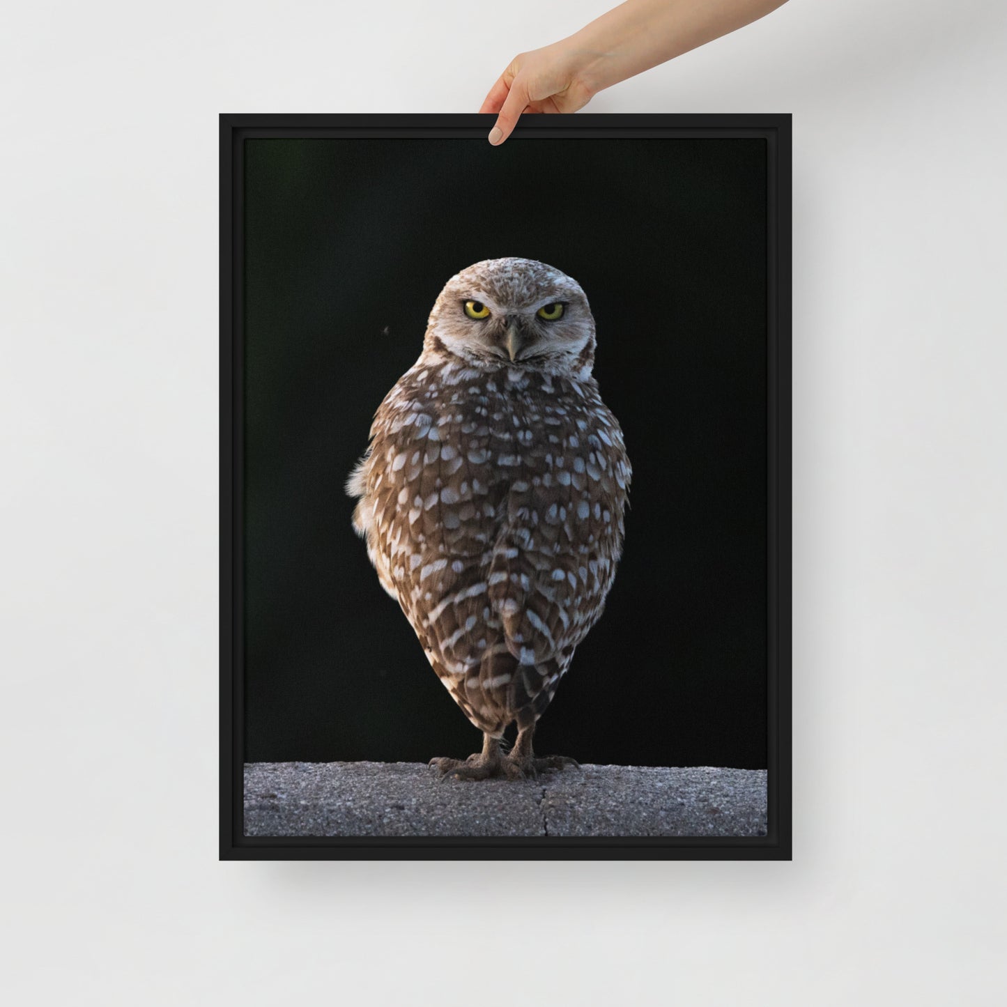 Burrowing Owl By Leslie Leathers Photography | Framed canvas